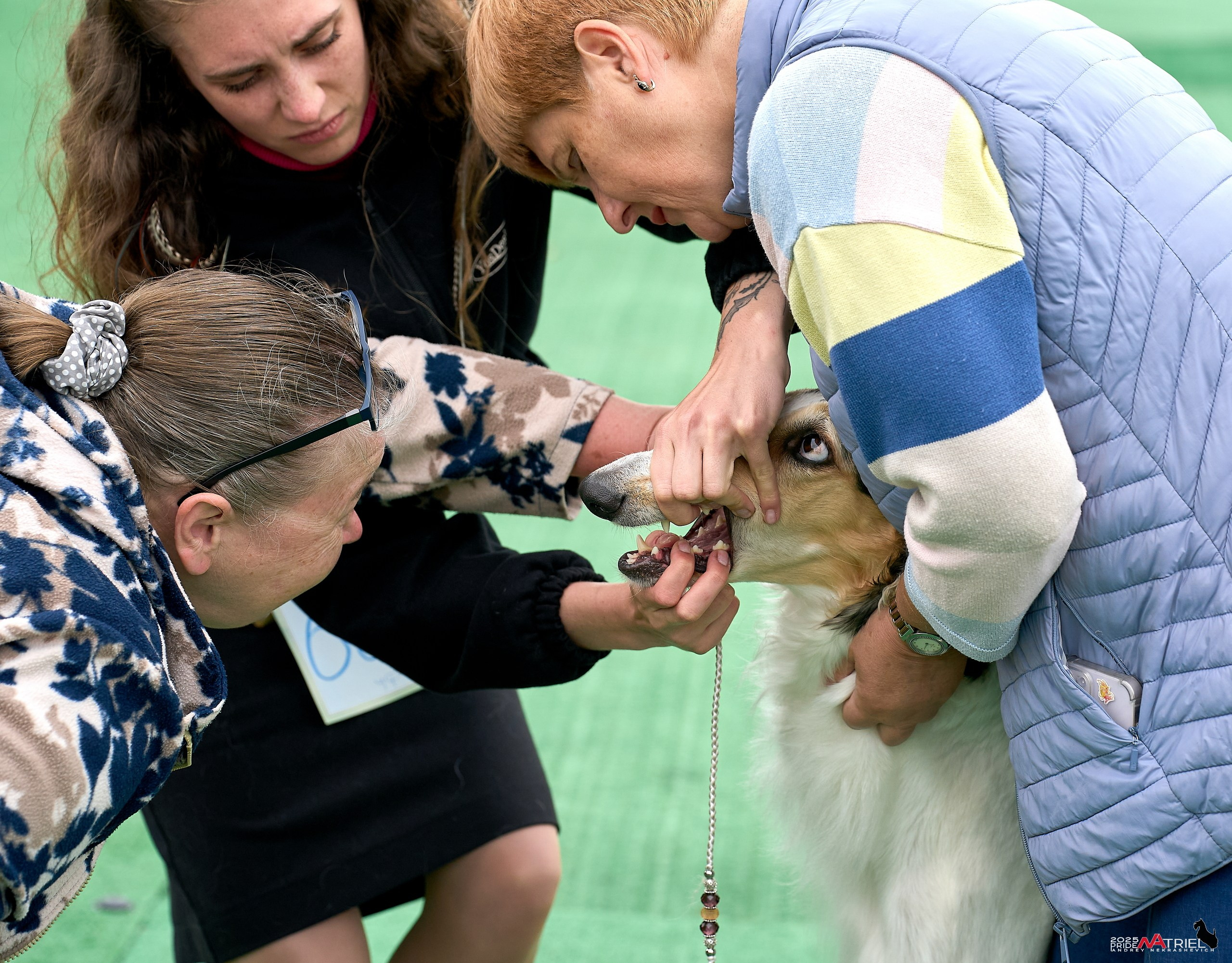 Репортаж с выставки собак