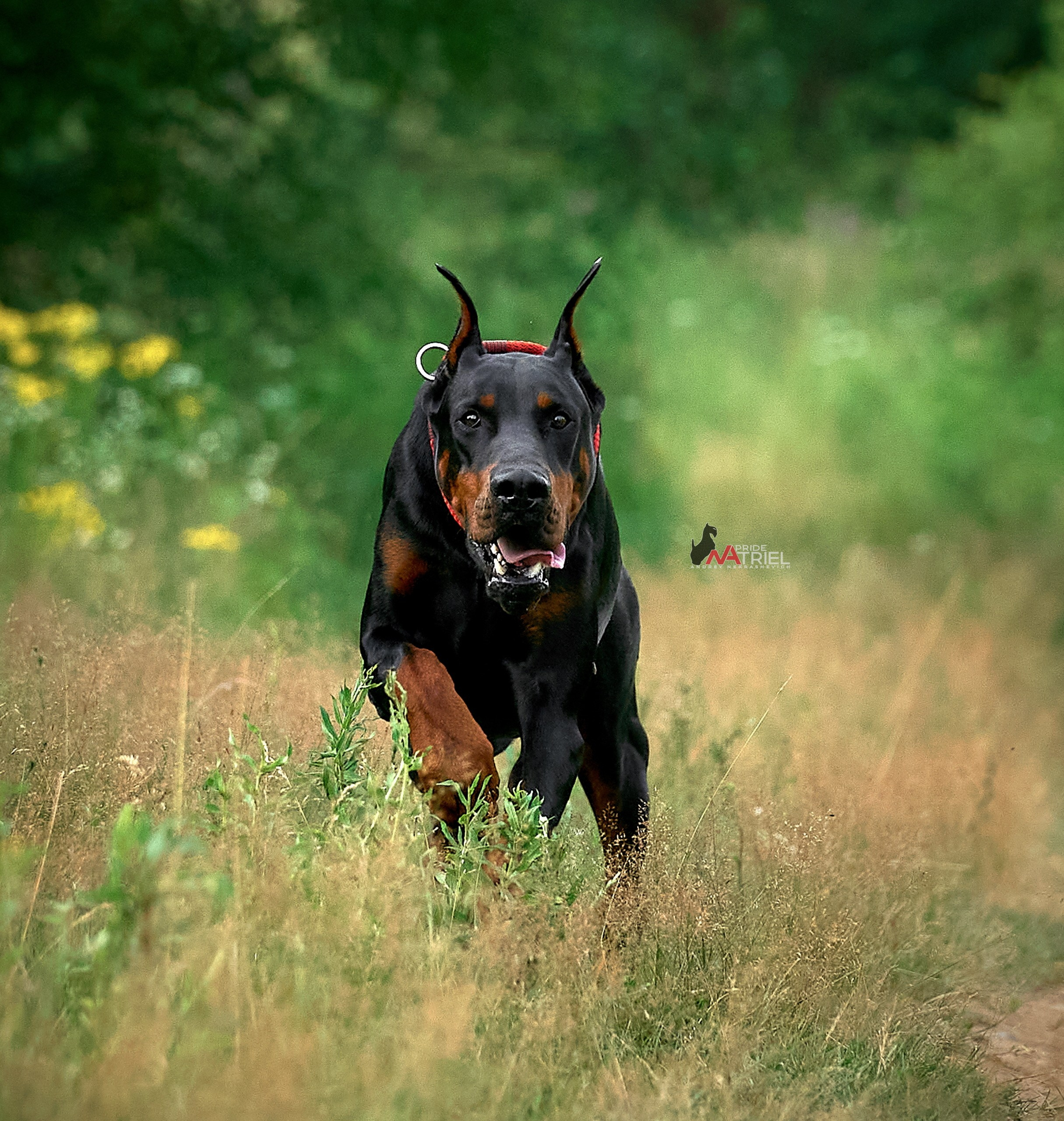 Прогулка в движении — галерея NATRIEL