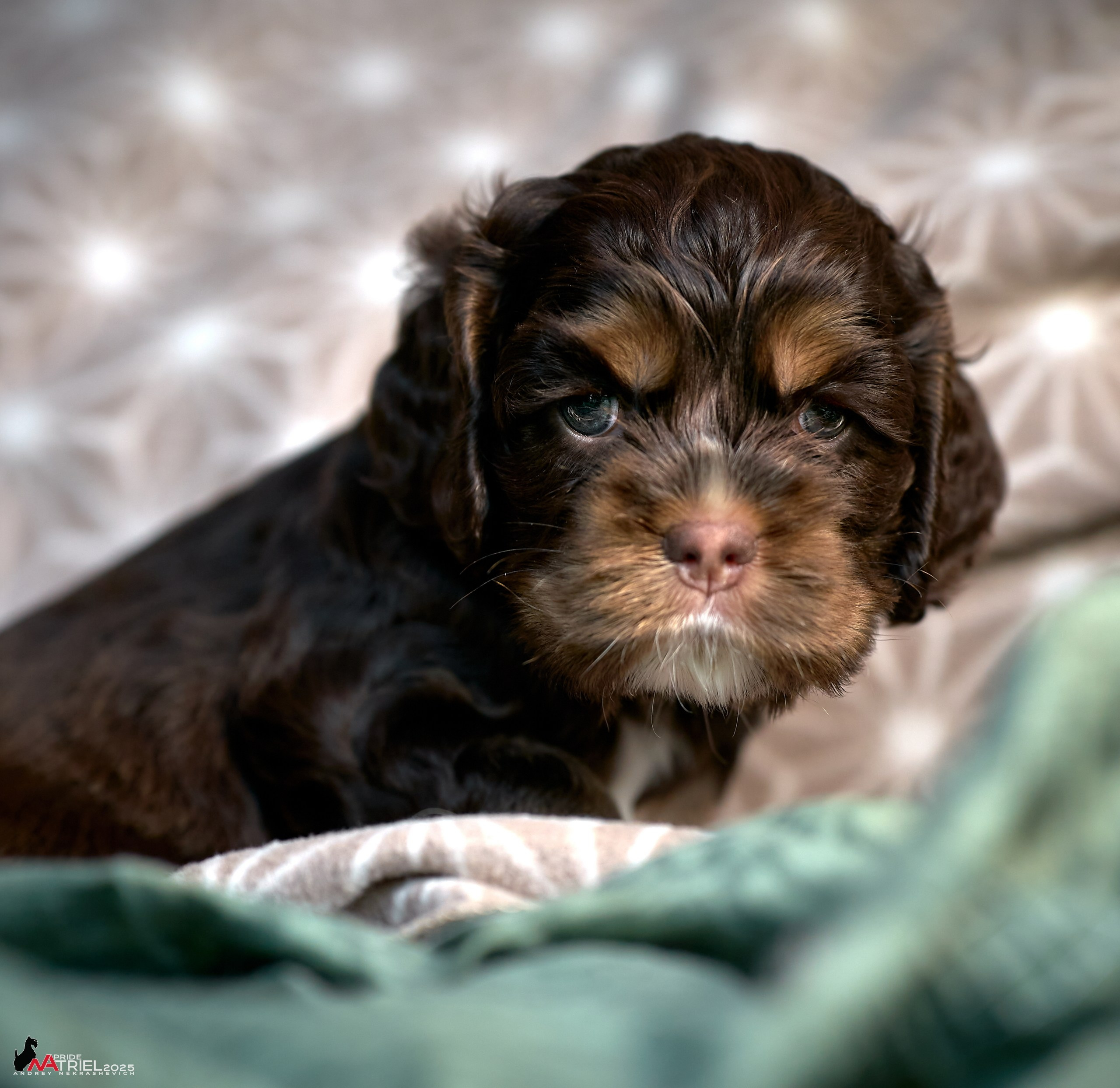 Щенки АмКокеров