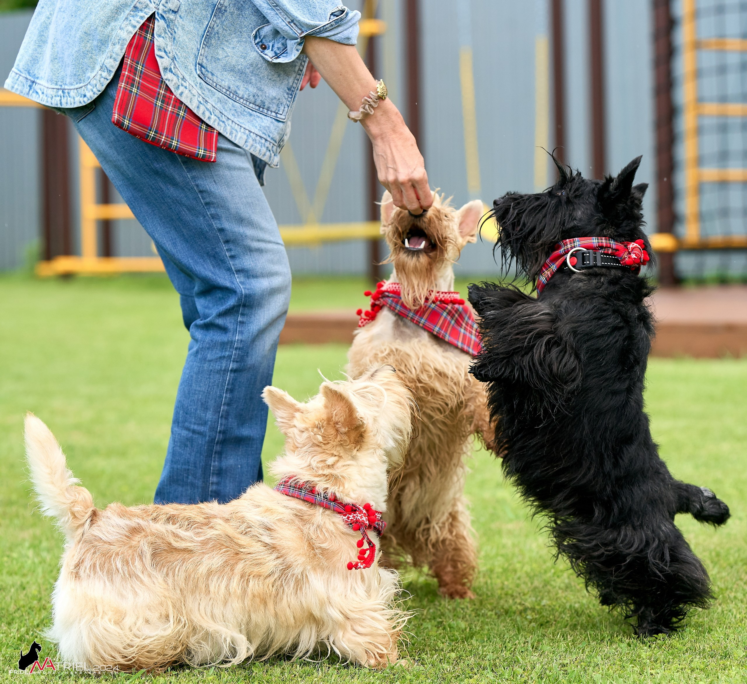 Скотчесемья «ИмпериалИти»