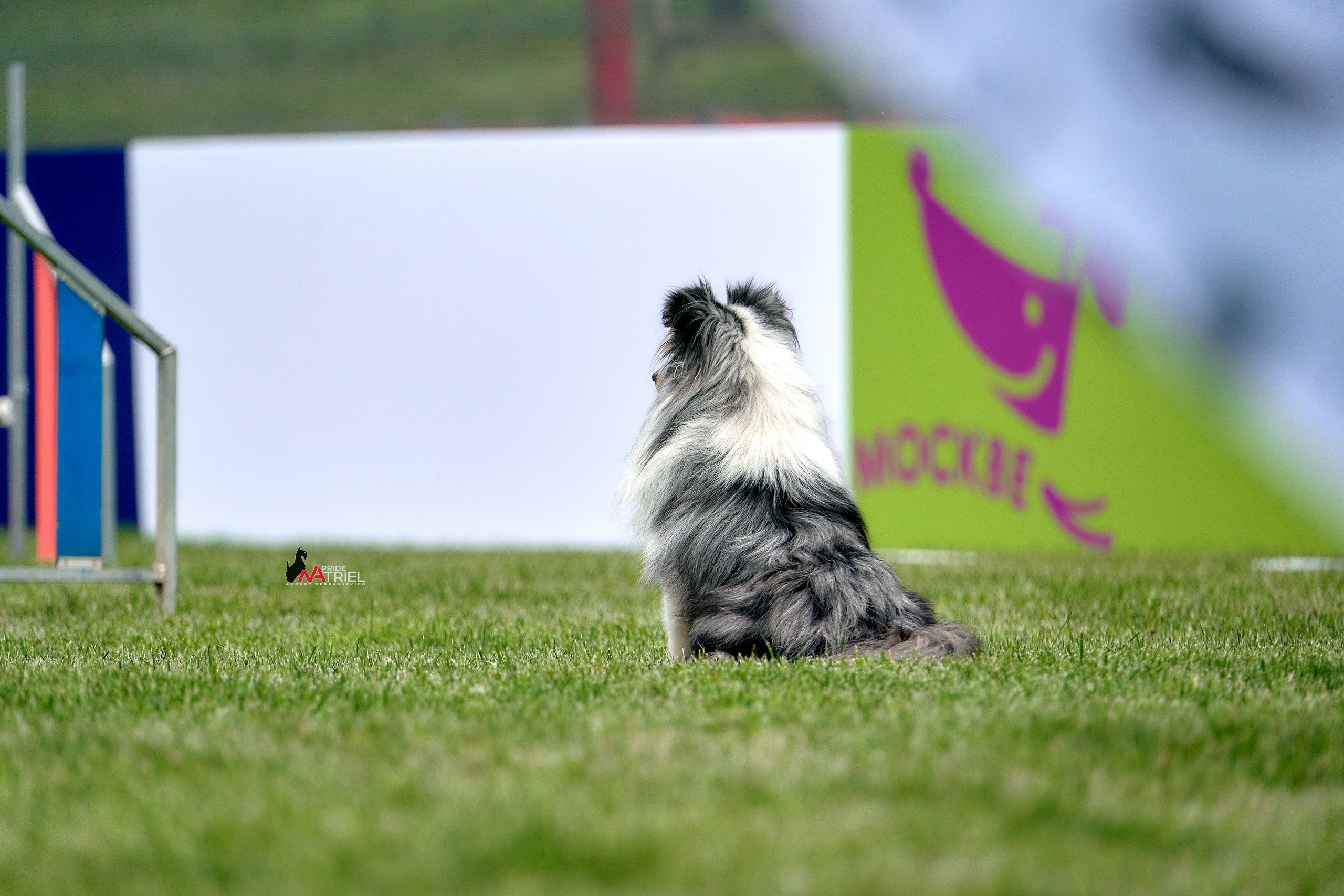 Аджилити — галерея NATRIEL