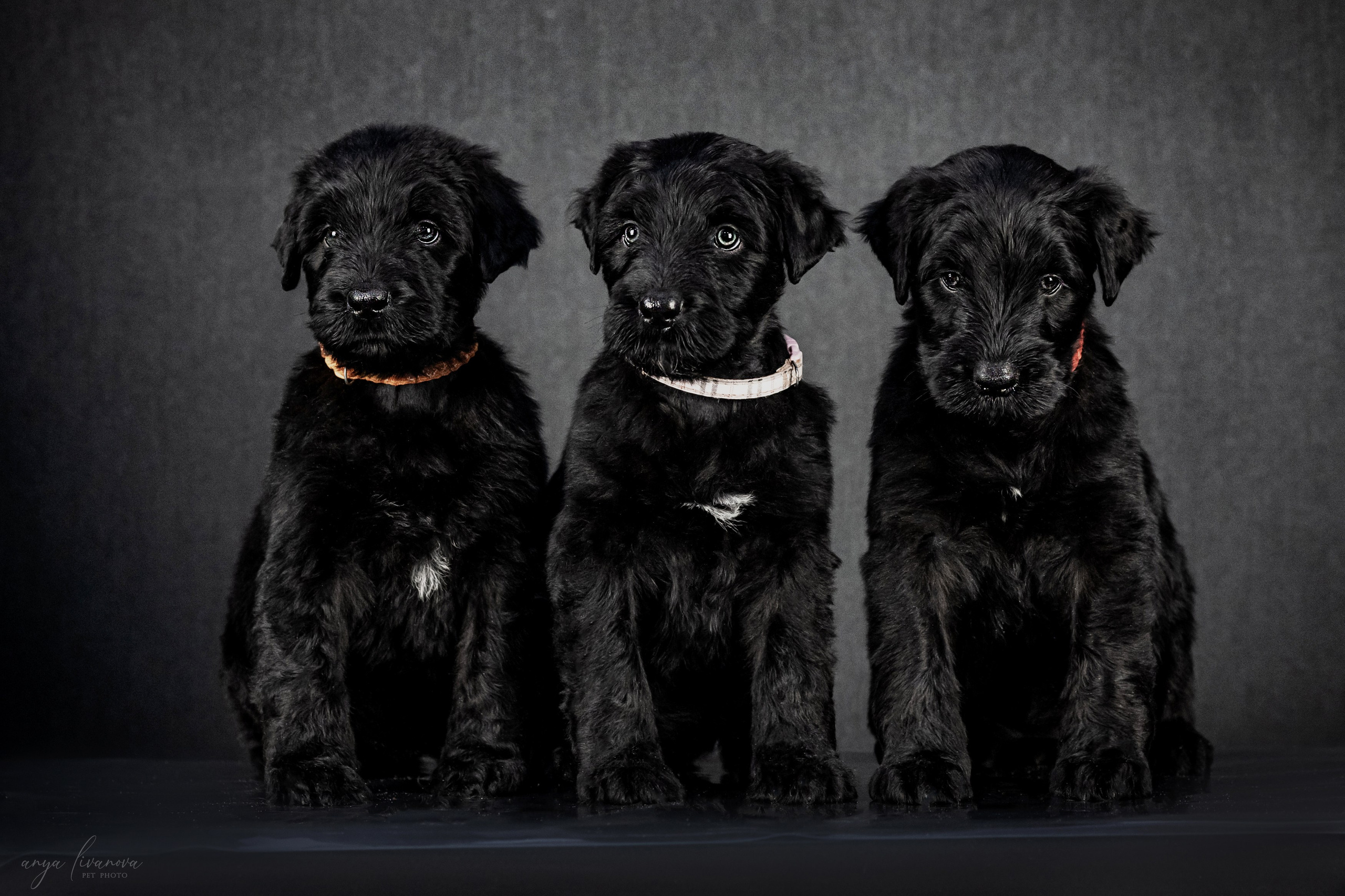 РЧТ. Фотограф анималист Аня Ливанова | Рыбинск