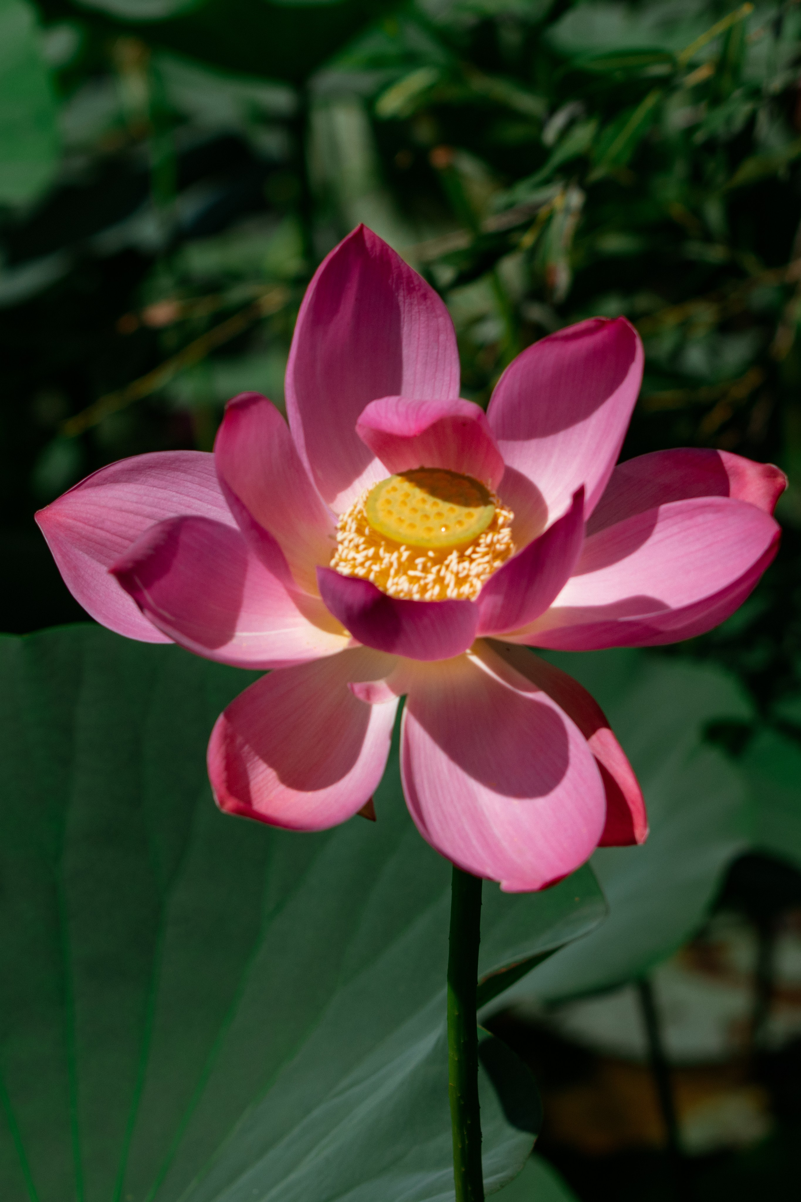 Озеро лотосов. Дальний Восток — природа и достопримечательности