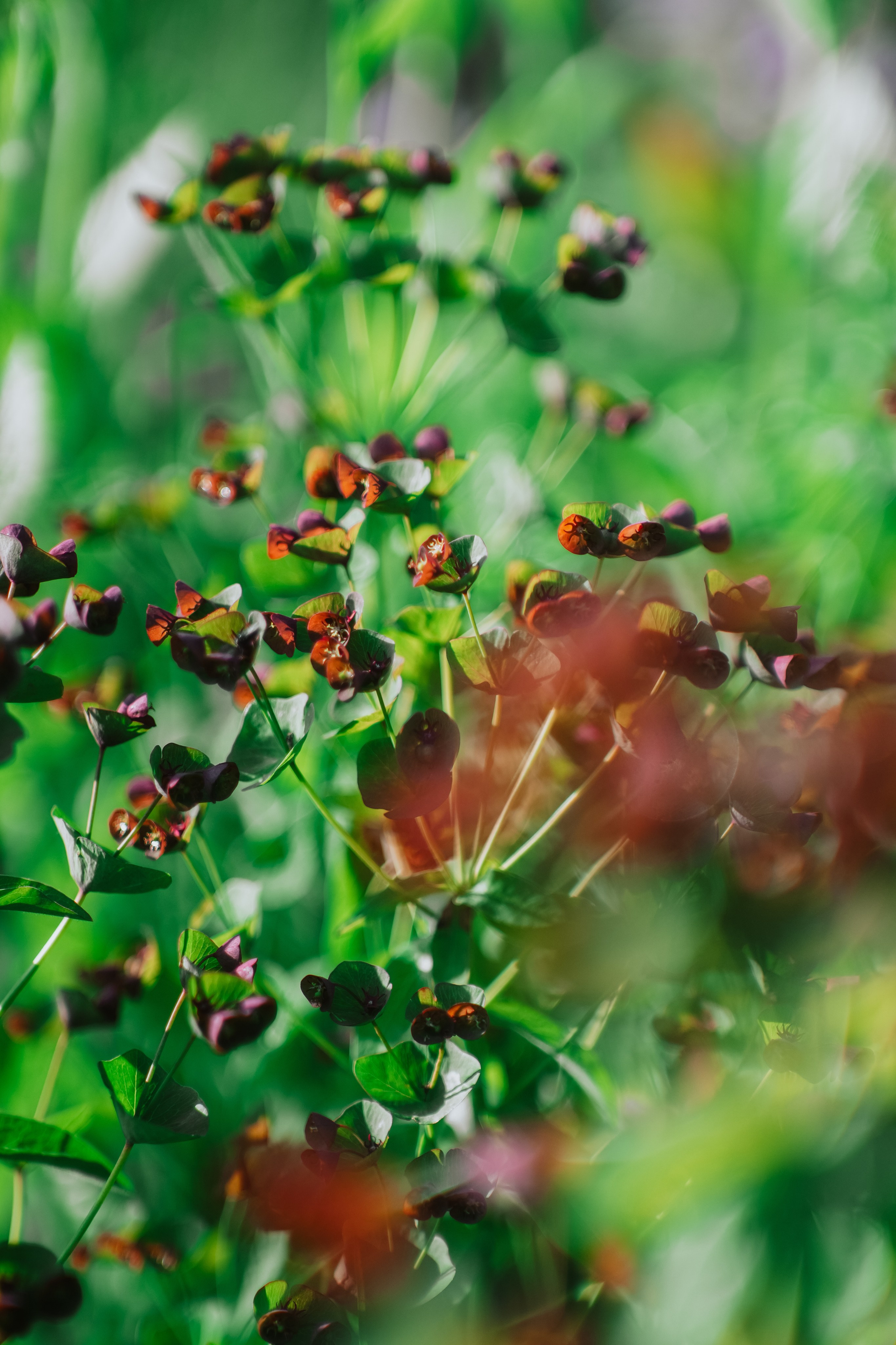 Нахазо ✽ Июль. Репортажный фотограф | Роза Хутор Красная Поляна Сочи Сириус