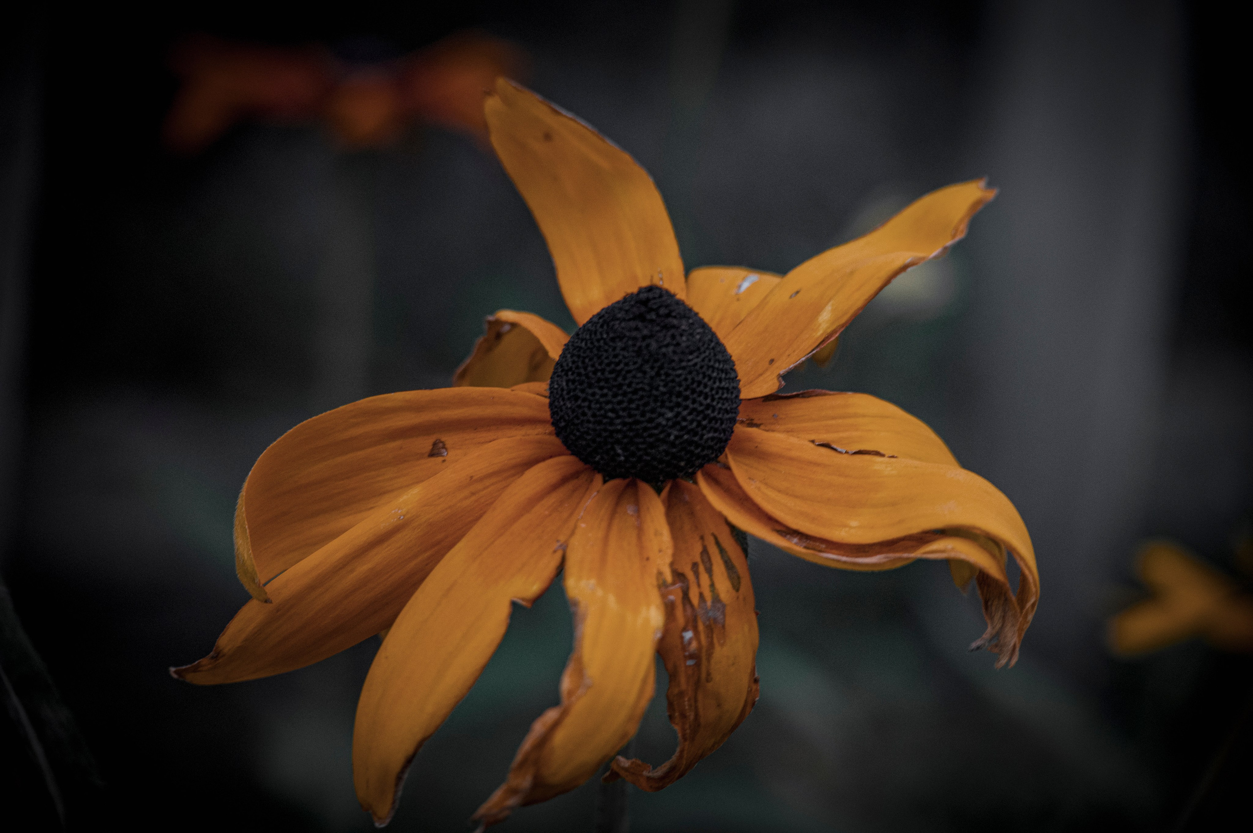 Осенние цветы. Фотограф Роман Адлер