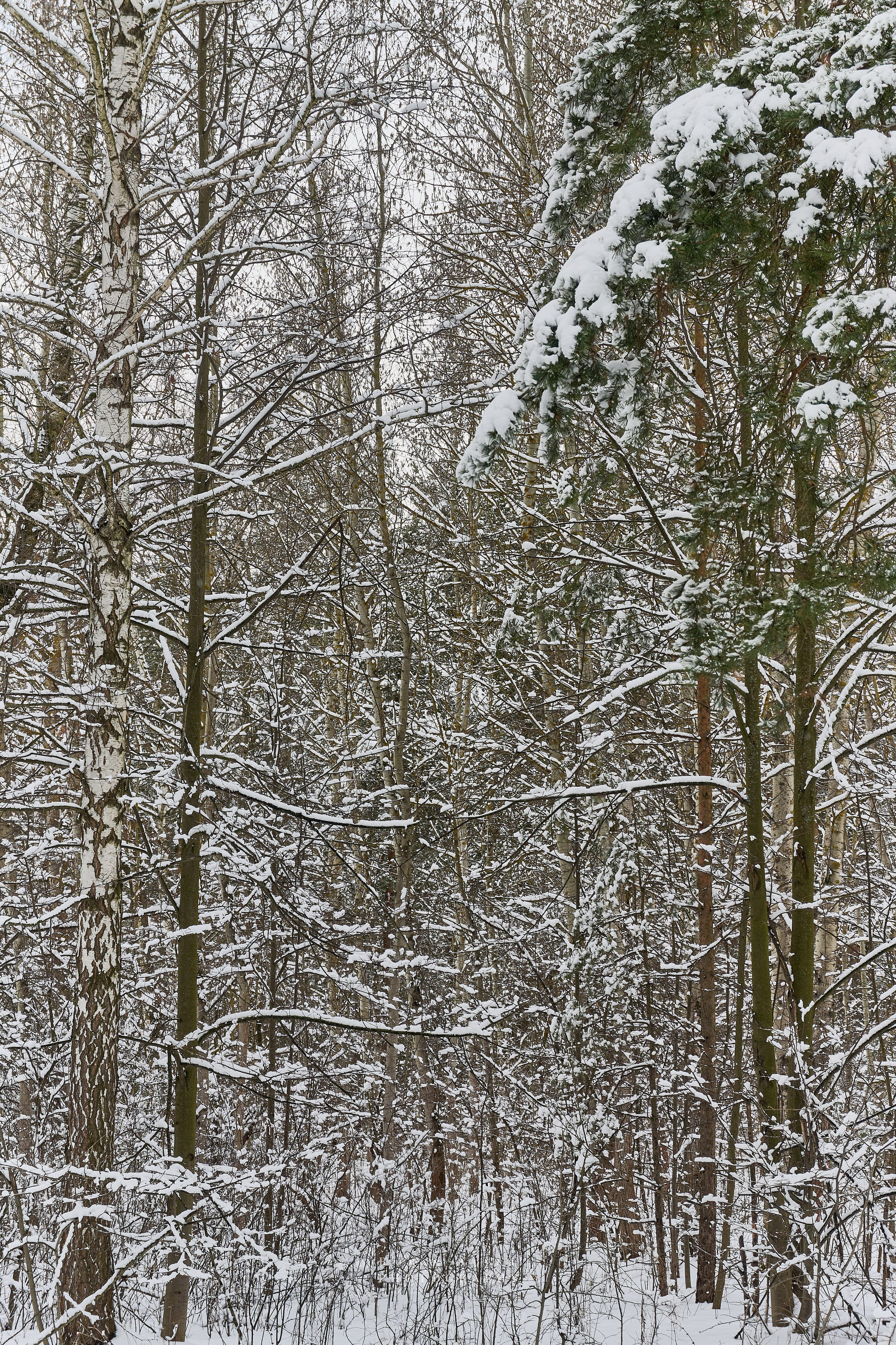 Апрельский снег. Москва 2025. Фотограф Роман Адлер