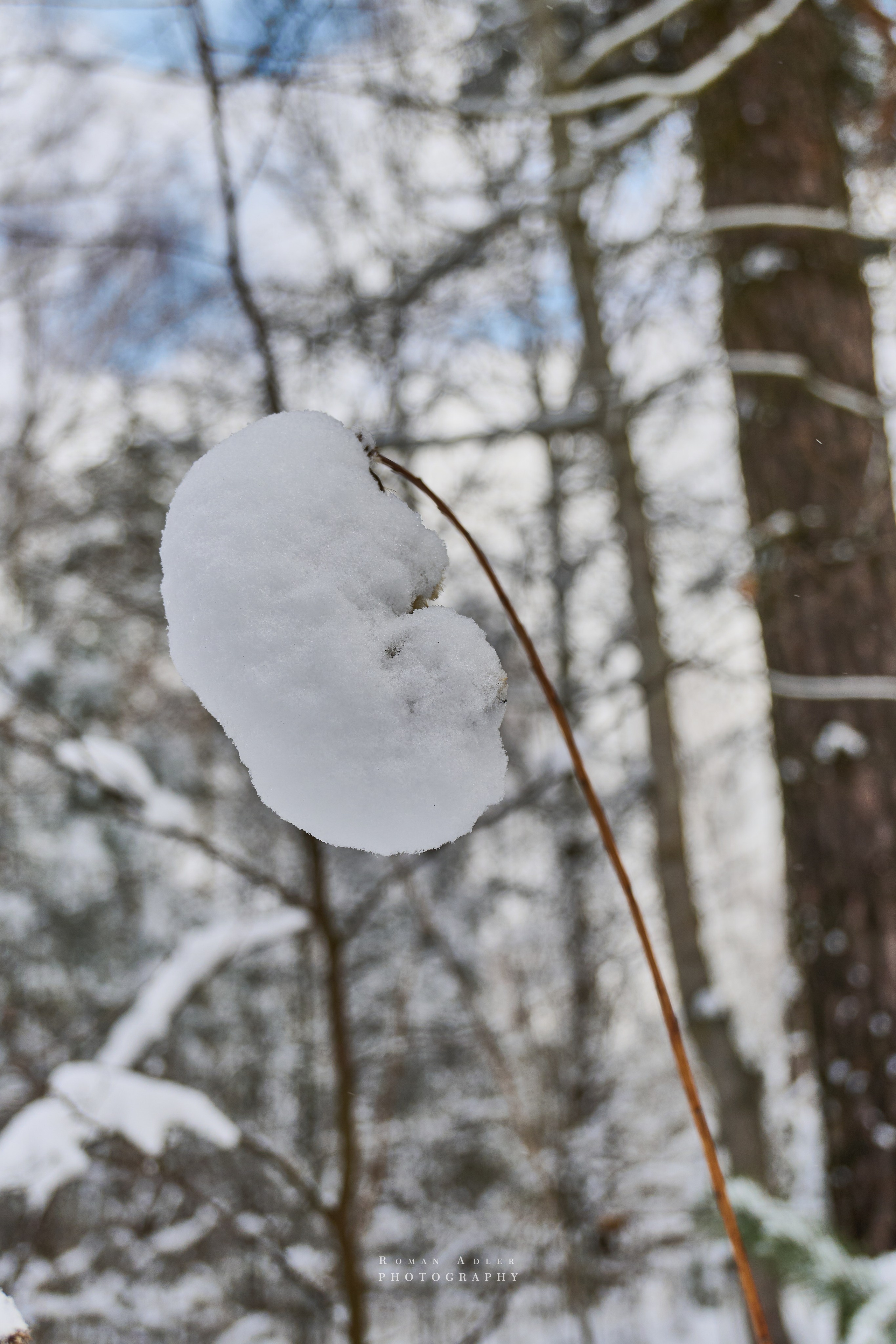 Апрельский снег. Москва 2025. Фотограф Роман Адлер