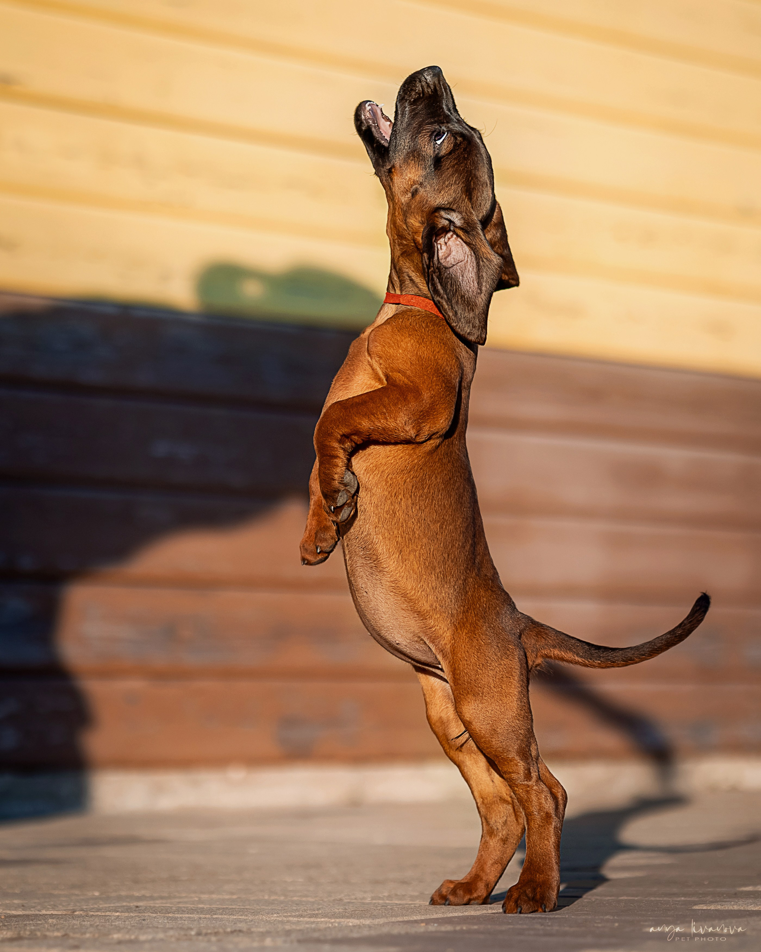 Баварцы. Фотограф анималист Аня Ливанова | Рыбинск