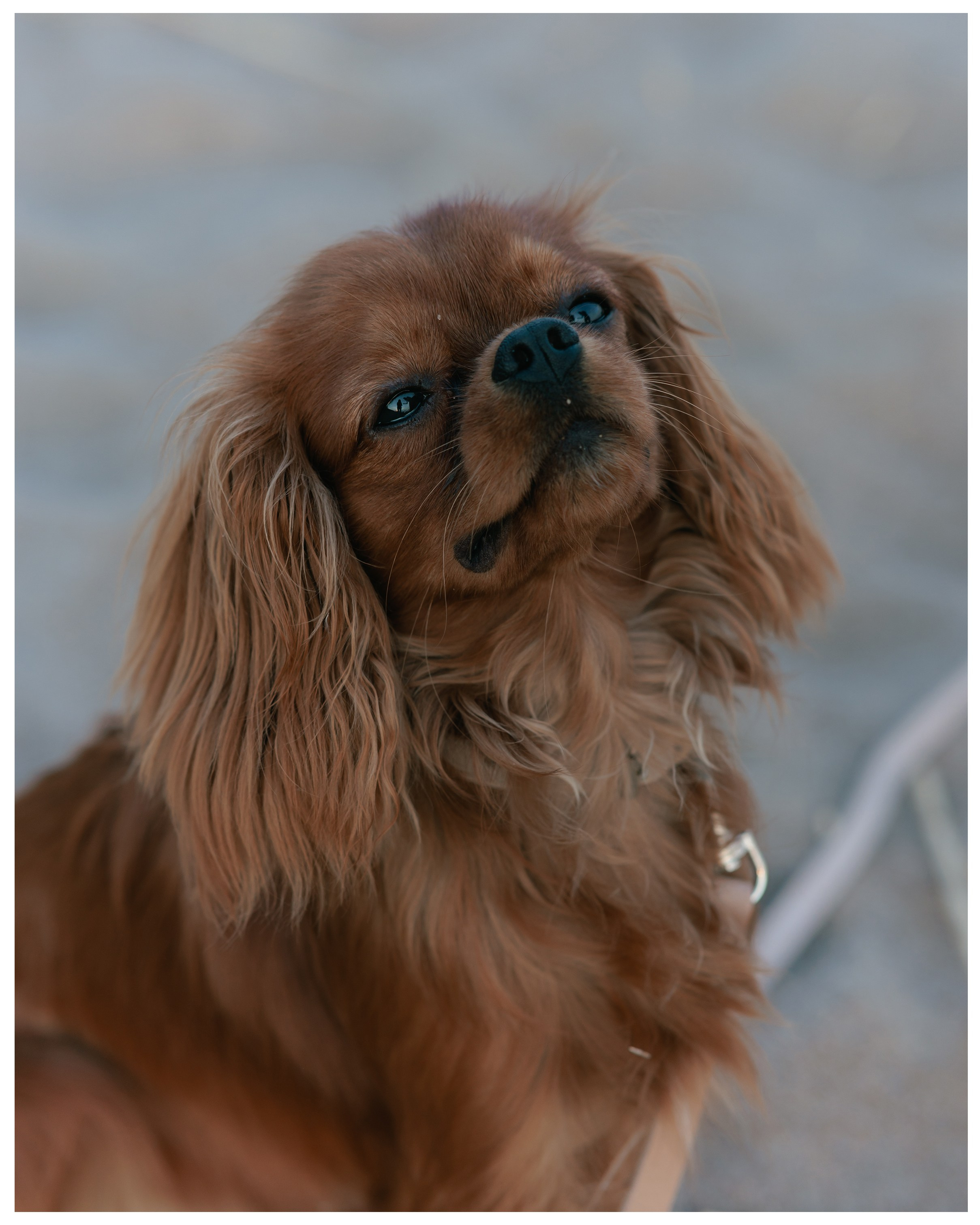 Анна и Юпи. Фотограф в Санкт-Петербурге Алёна Губинская