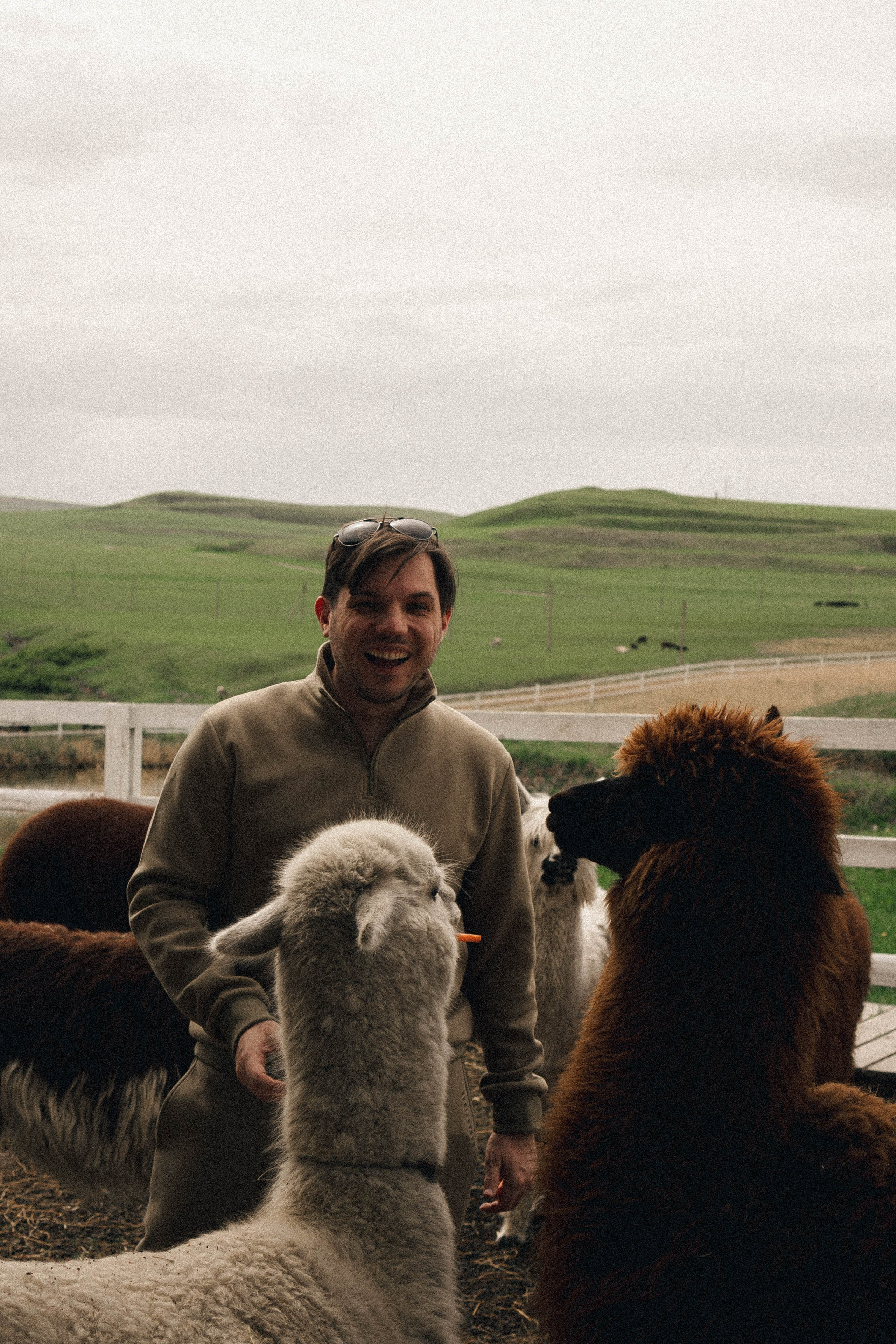 Ферма Альпак. Профессиональный фотограф, Санкт-Петербург — Виктория Богомолова