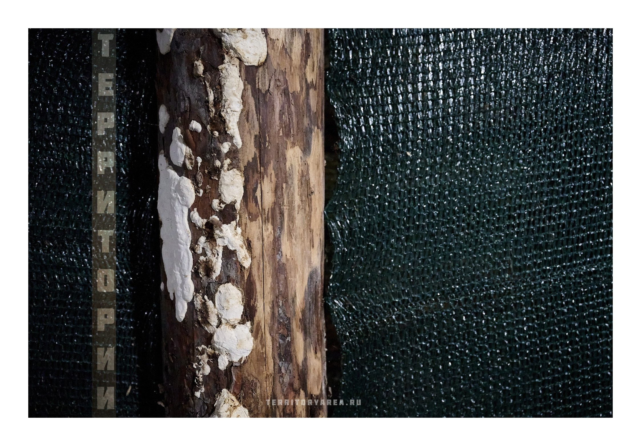 Фотопринты А3. Фотопроект «Территории»