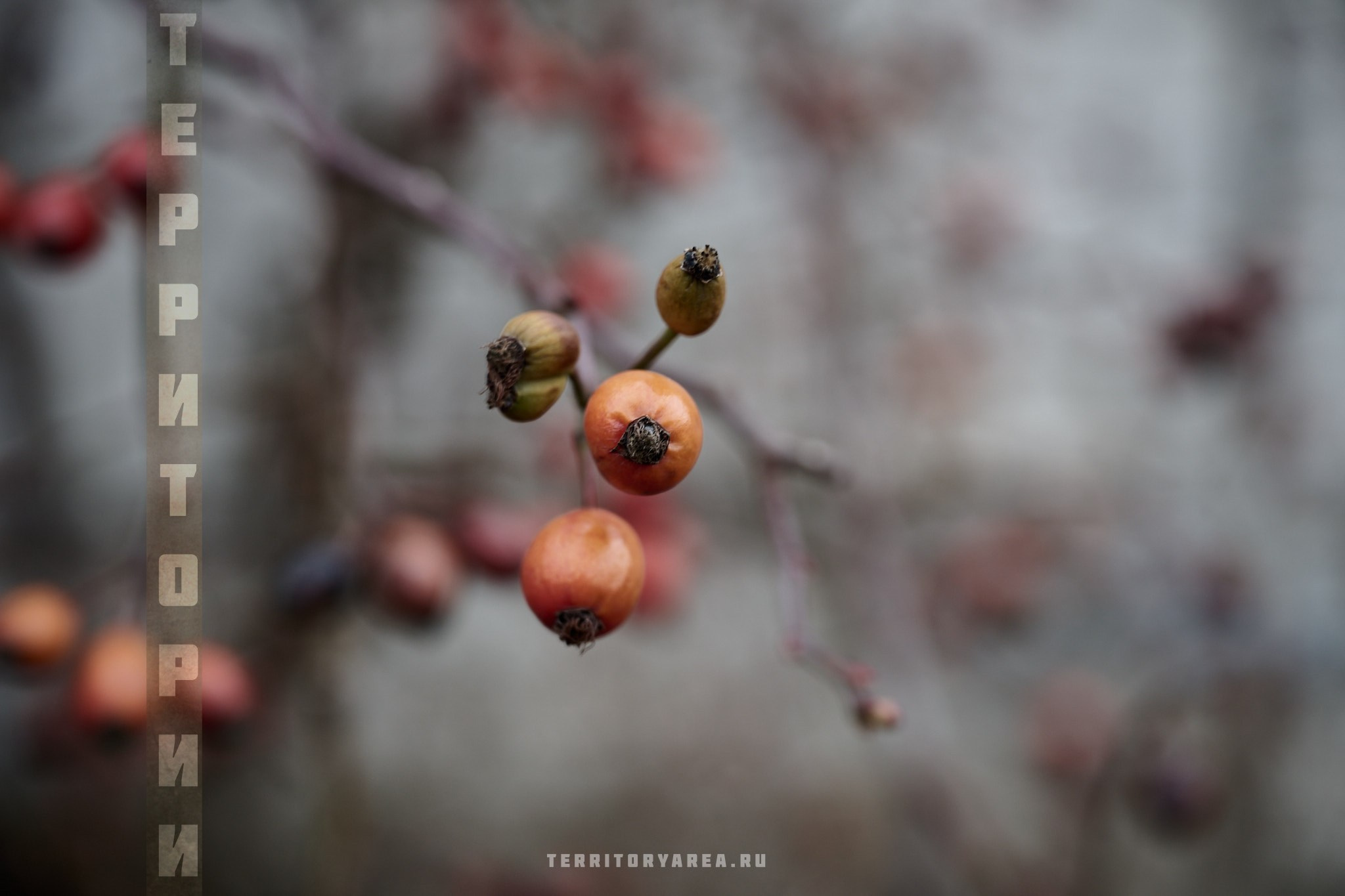 Открытки фотопроекта «Территории». Фотопроект «Территории»