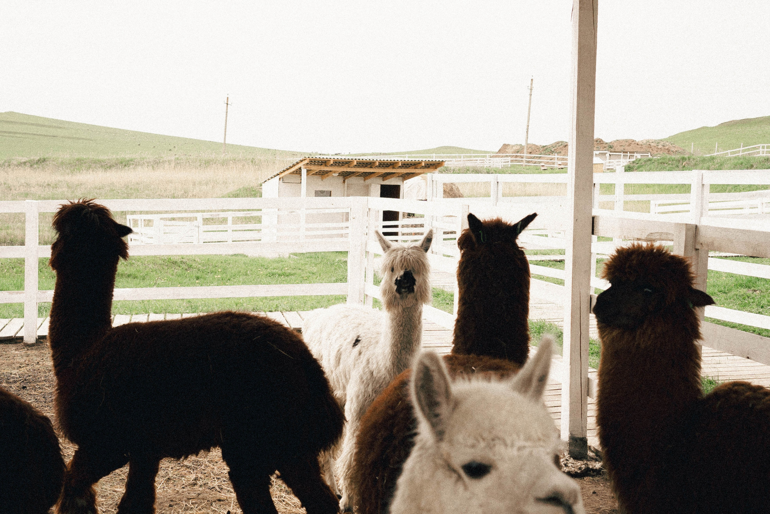 Ферма Альпак. Профессиональный фотограф, Санкт-Петербург — Виктория Богомолова