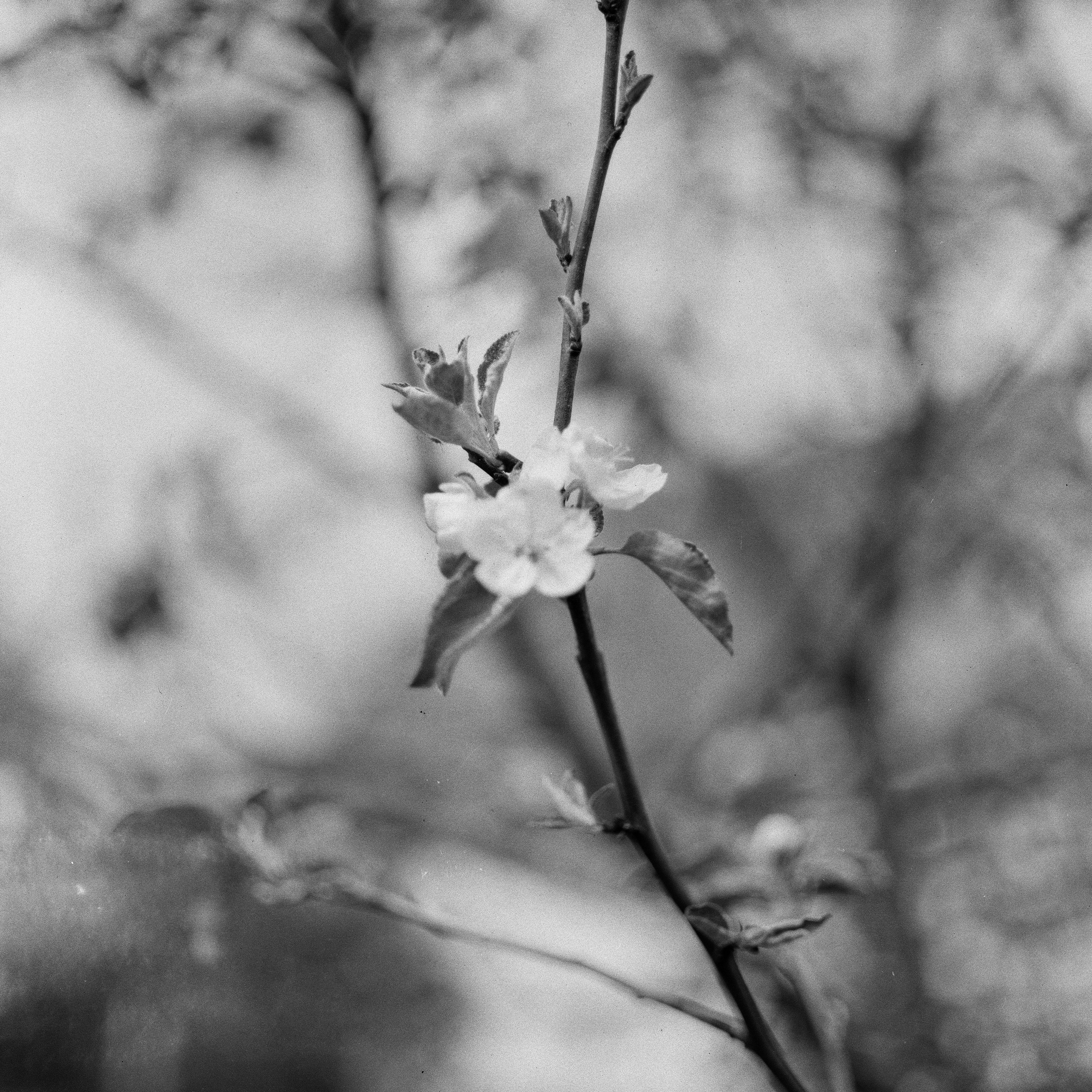 Zanza Bronica S2A — Nikkor-P 75 mm f2.8 | Shanghai P3 100 | Давыдовское 17 мая 2025 года