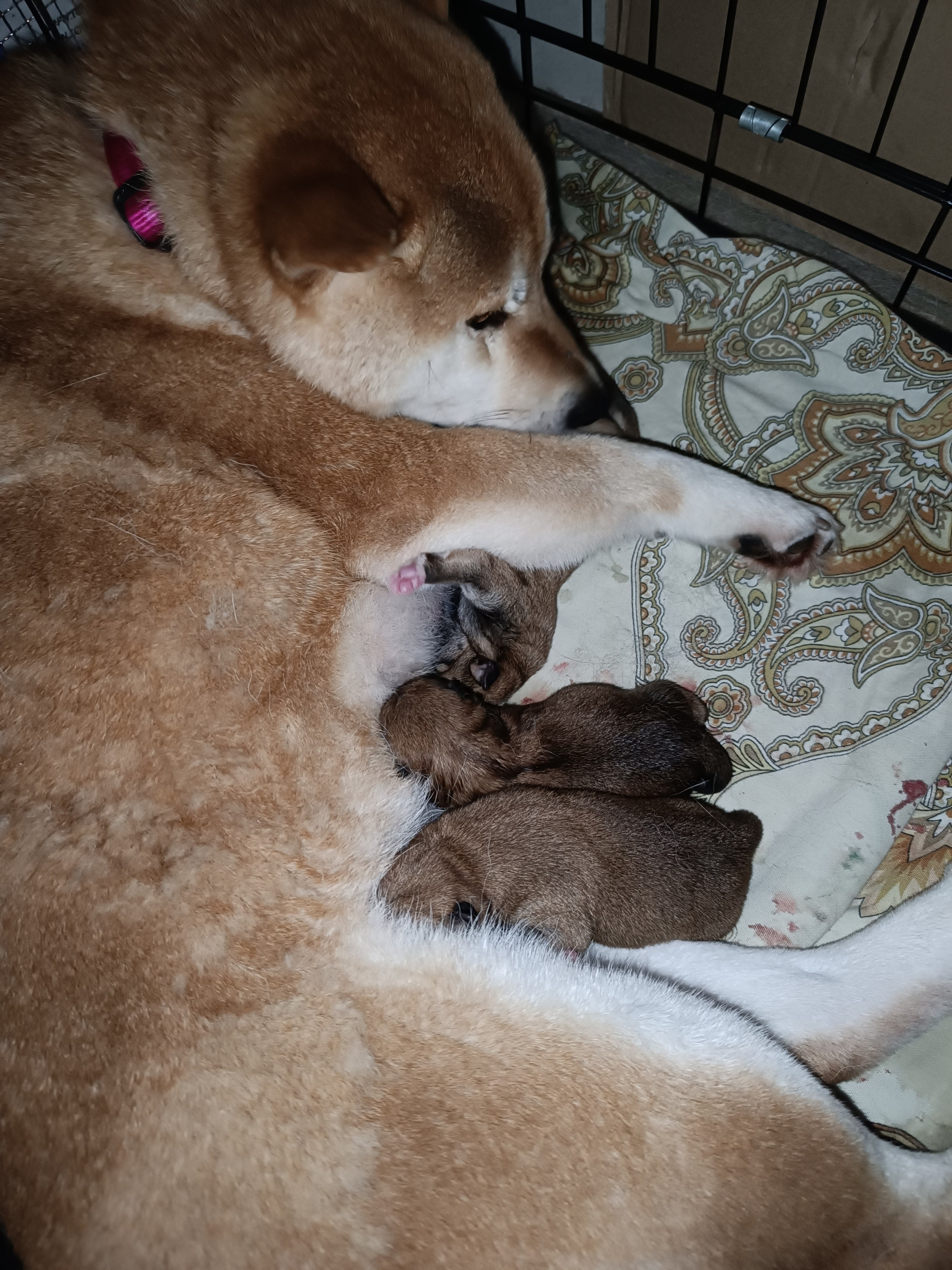 сиба питомник Рубилайт щенки на продажу rubylight  сиба щенки купить СПб Санкт-Петербург 