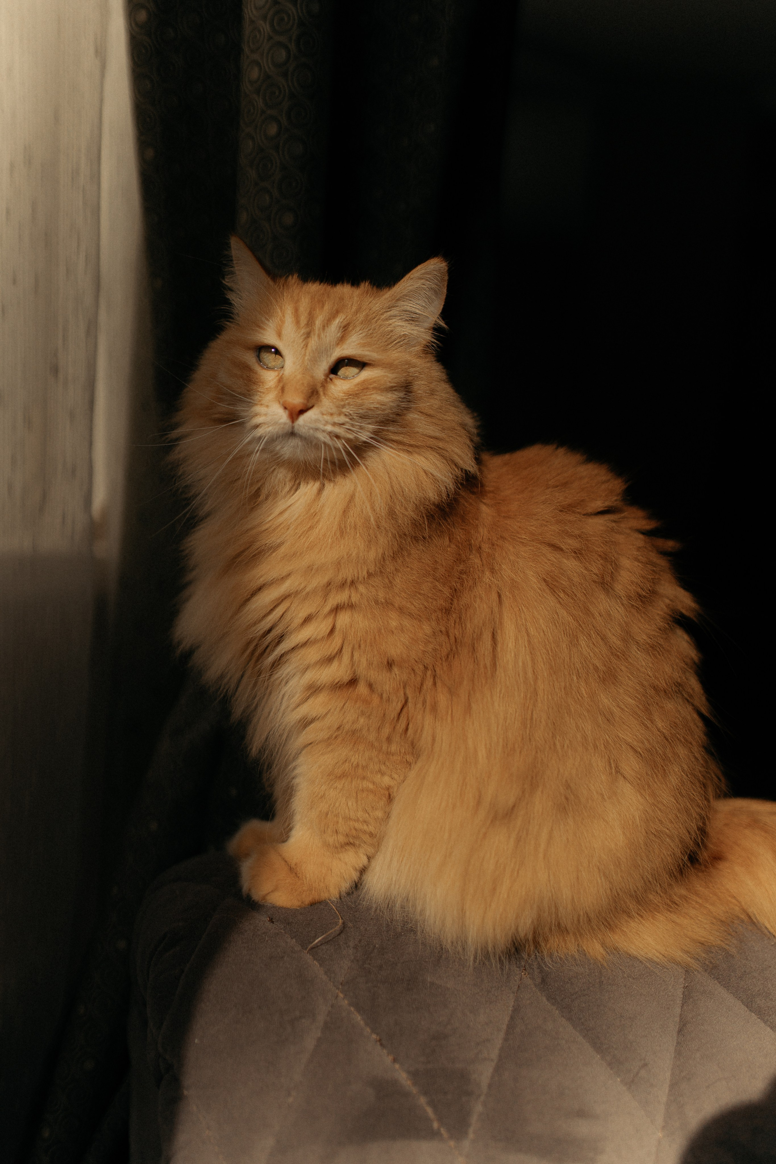 Алиса. DARYA.BELKINA