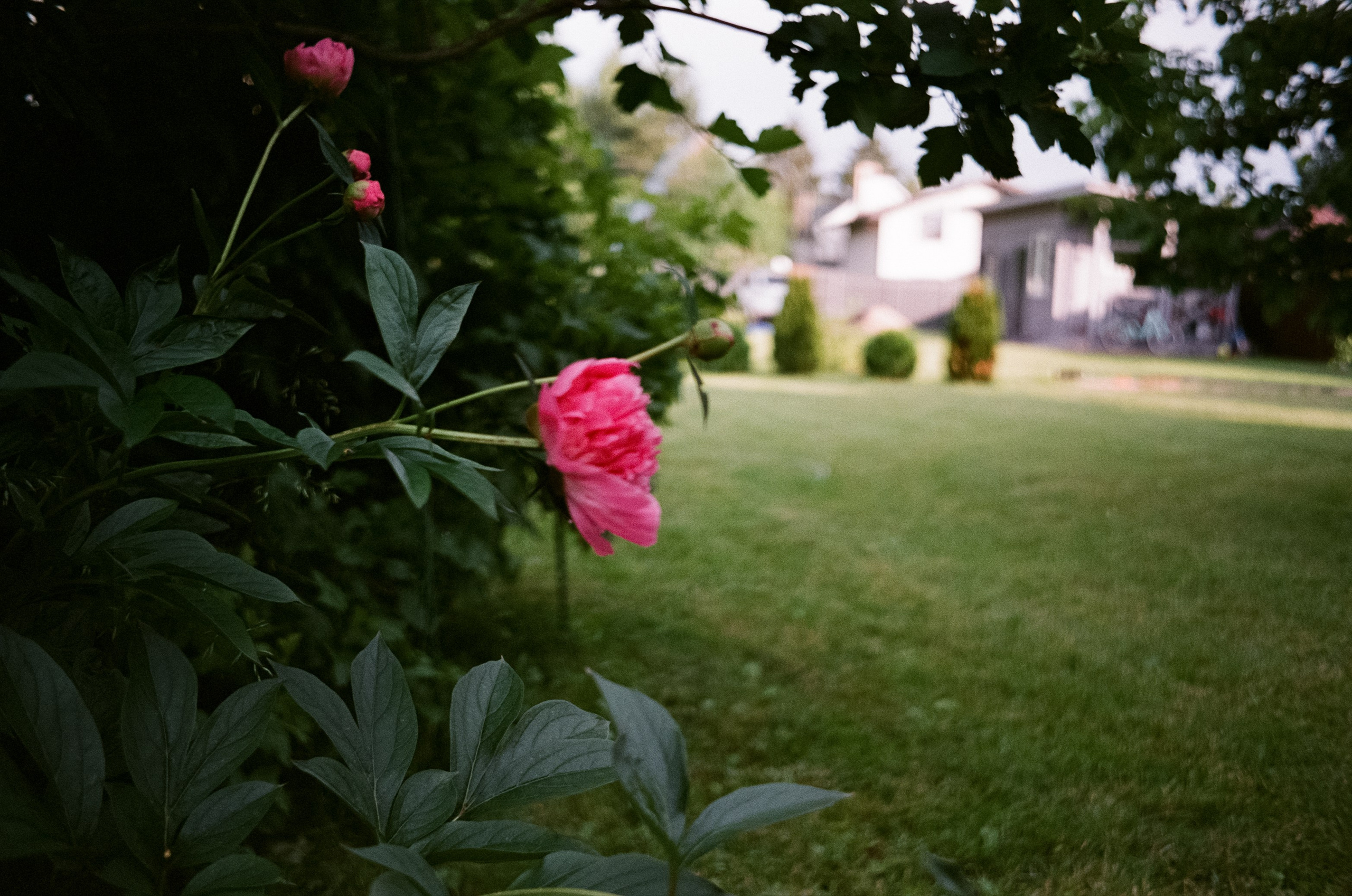 Minox 35 GT (2) / Fujicolor Superia X-tra 400 (просрочка) / июнь 2024