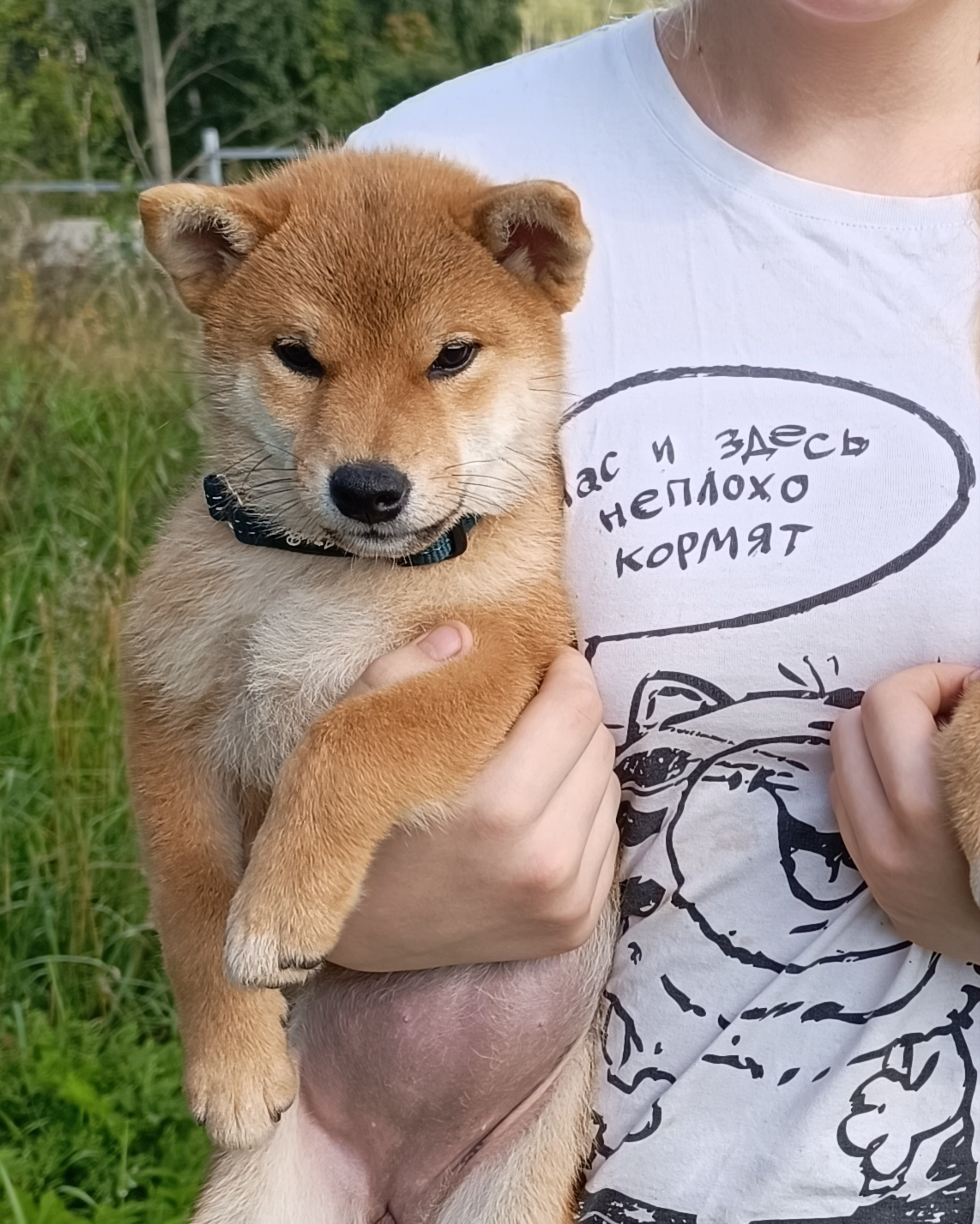 сиба питомник Рубилайт щенки на продажу rubylight  сиба щенки купить СПб Санкт-Петербург 