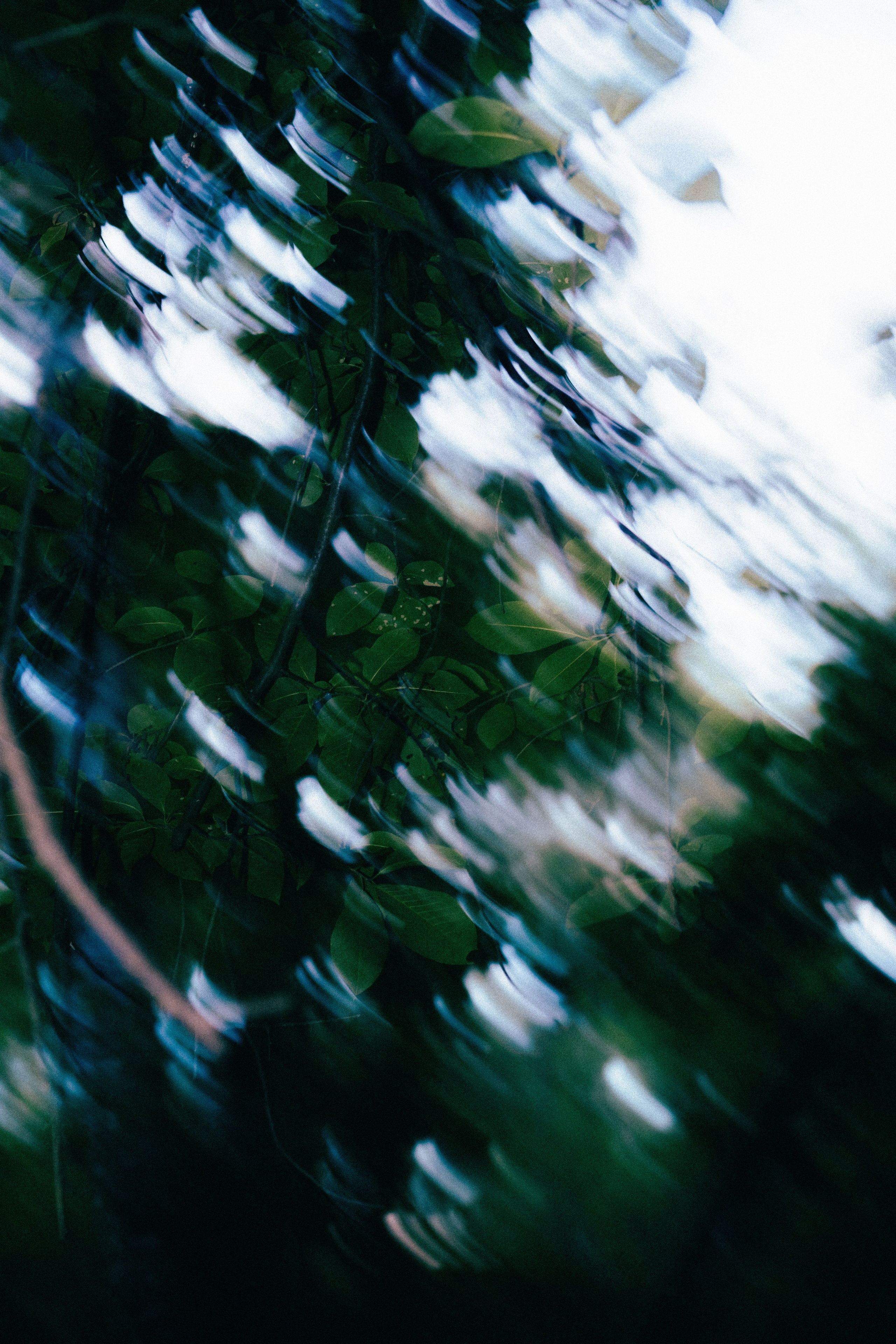 Лес. Veronika Popadeikina Photographer