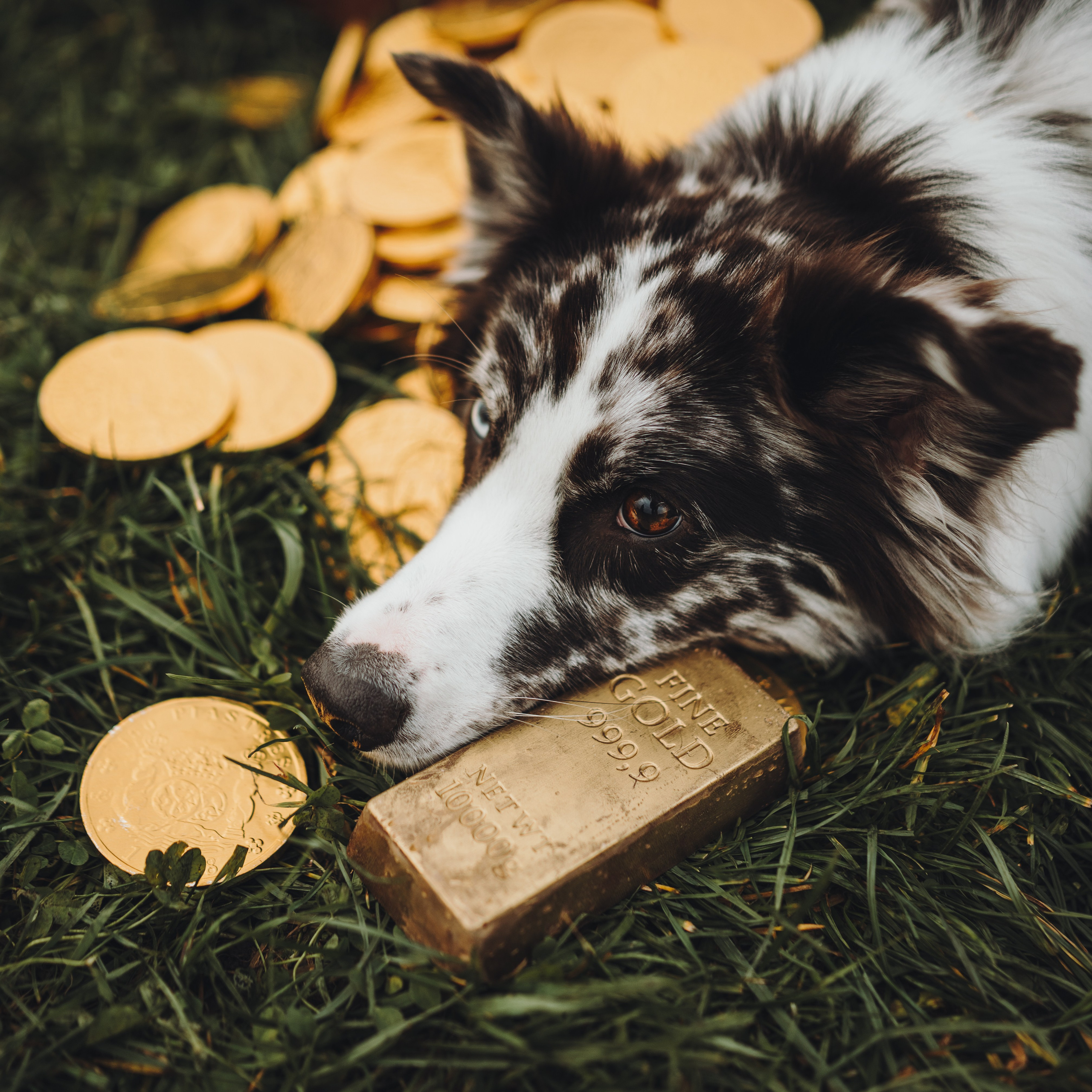 Лилу, Ри и Тучка. Семейный фотограф анималист Ананьева Мария — Москва