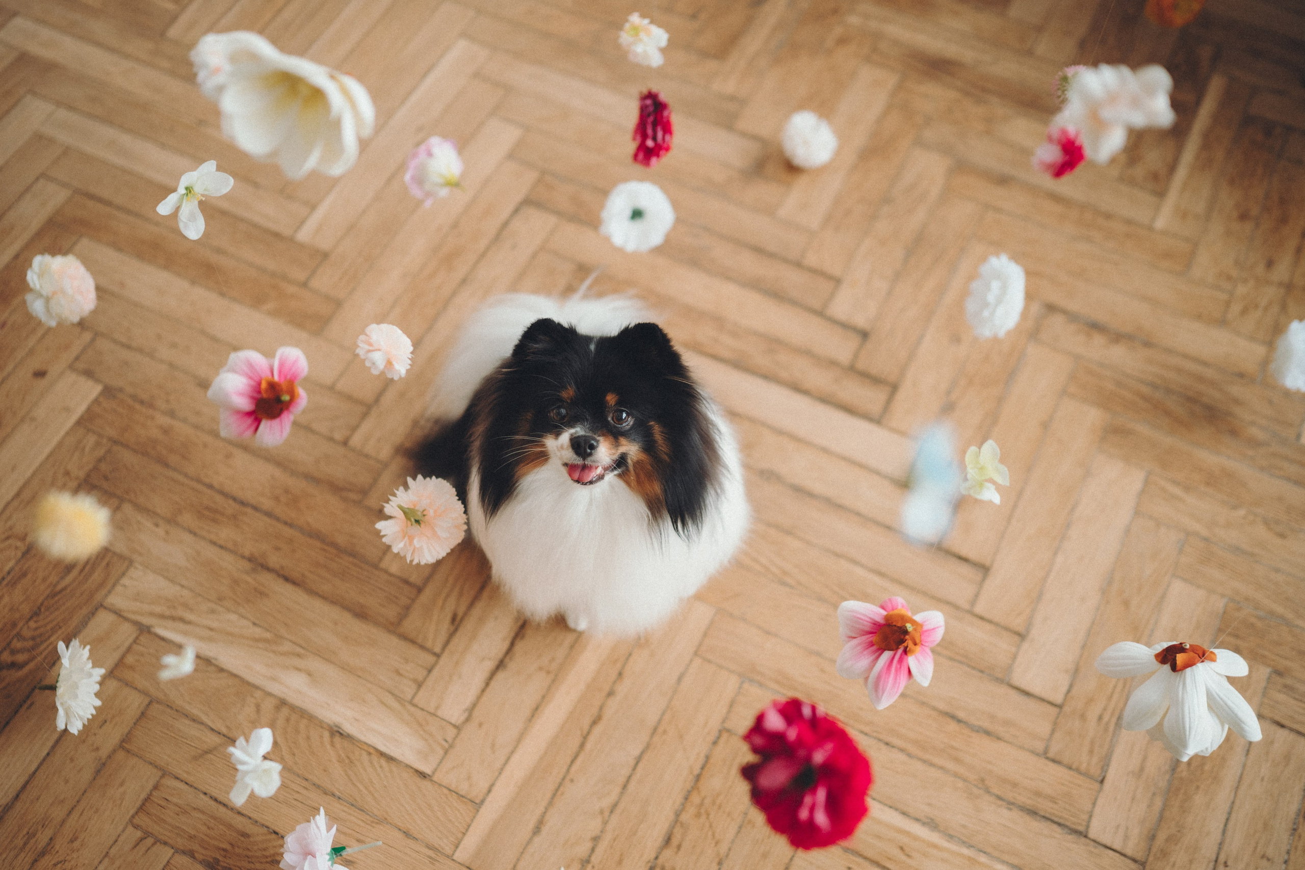 Алена и Люси. Семейный фотограф анималист Ананьева Мария — Москва