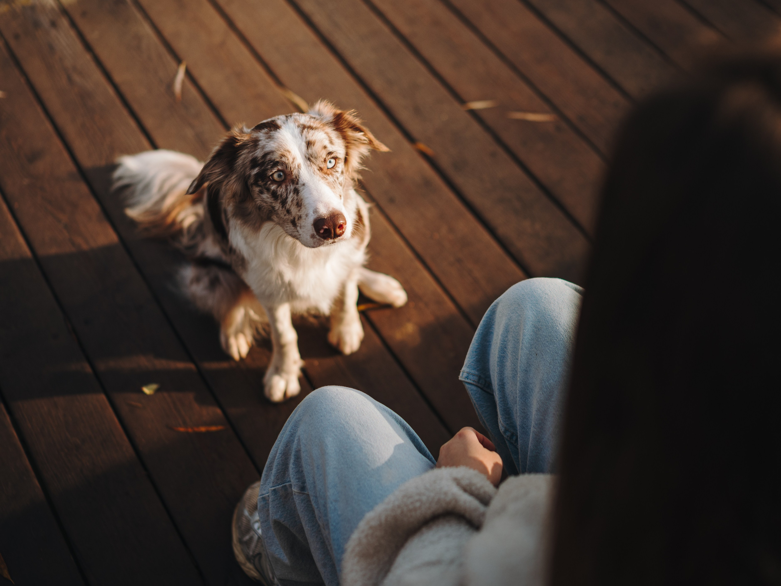 Настя, Максим, Орео и Норд. Семейный фотограф анималист Ананьева Мария — Москва
