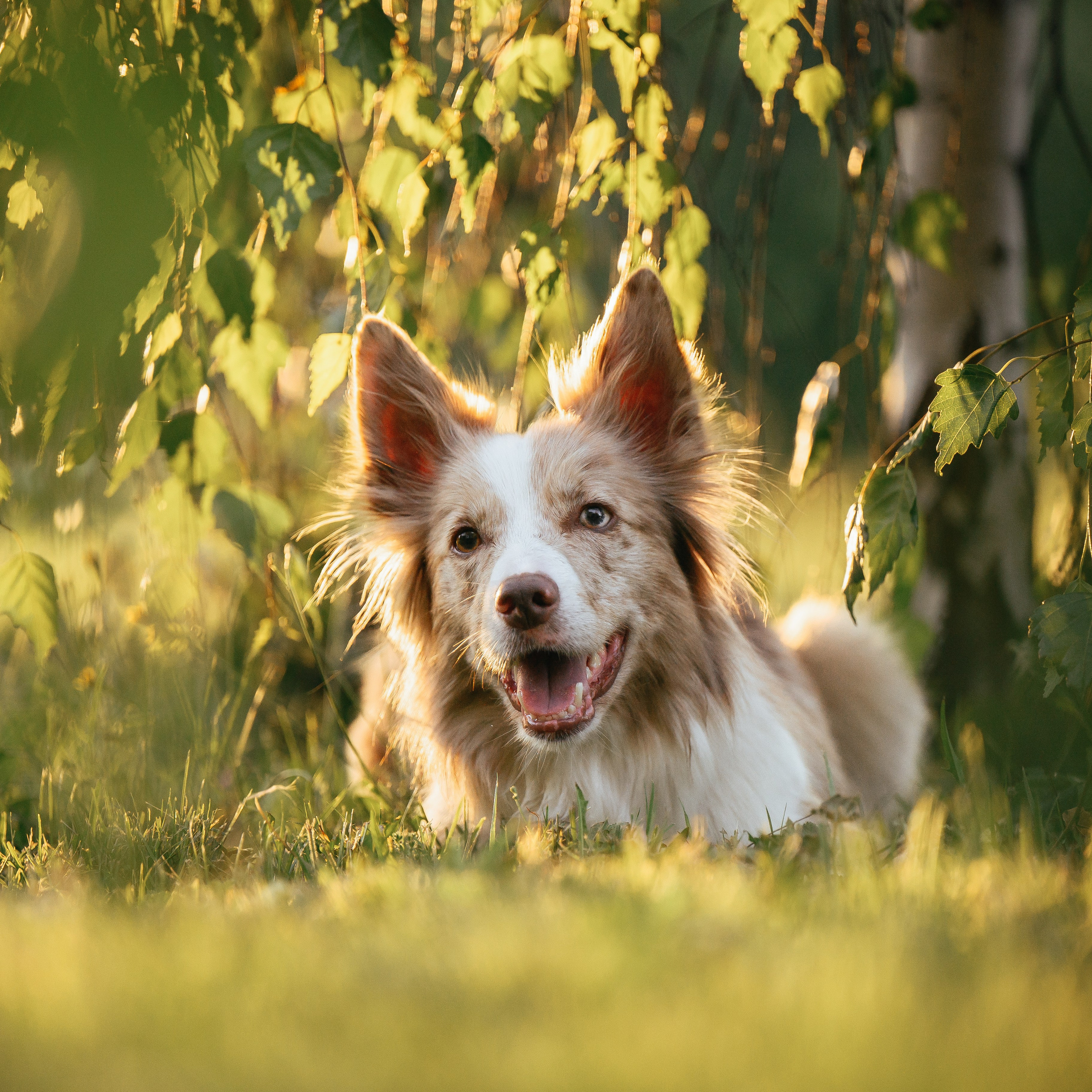Маша, Лика, Нао и Рафта. Семейный фотограф анималист Ананьева Мария — Москва