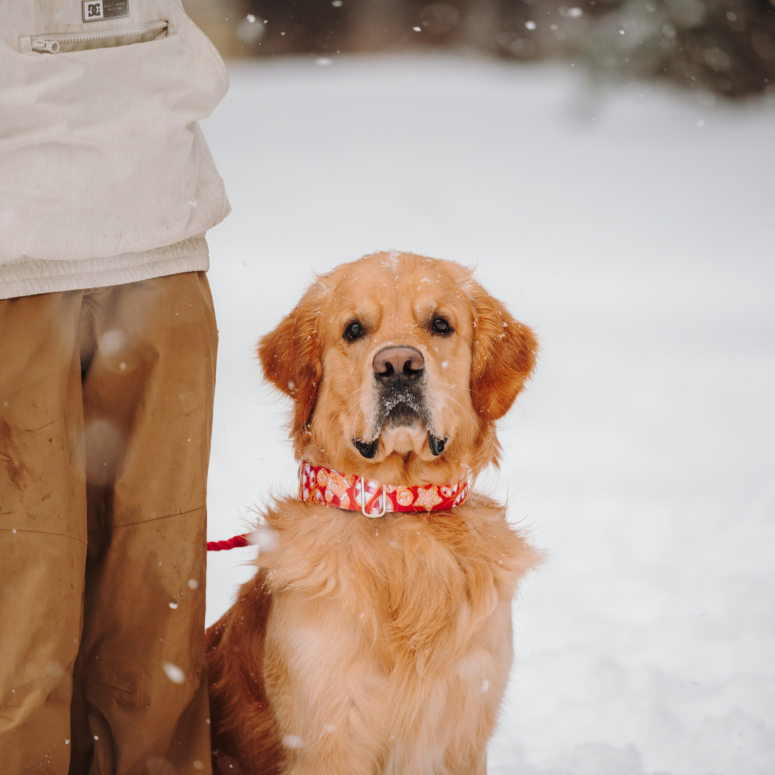 Bender&Frai. Зимняя коллекция. Семейный фотограф анималист Ананьева Мария — Москва