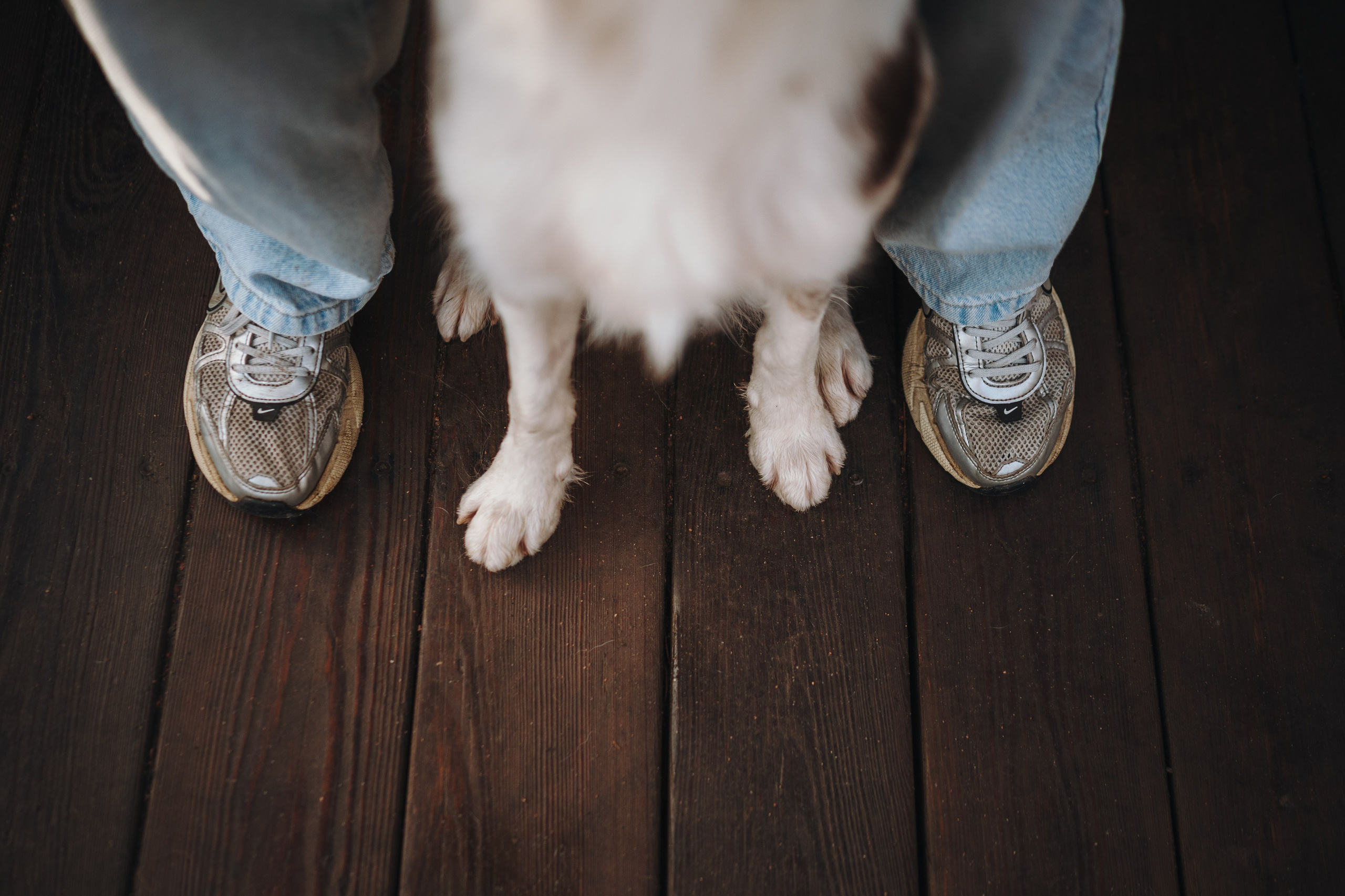 Настя, Максим, Орео и Норд. Семейный фотограф анималист Ананьева Мария — Москва