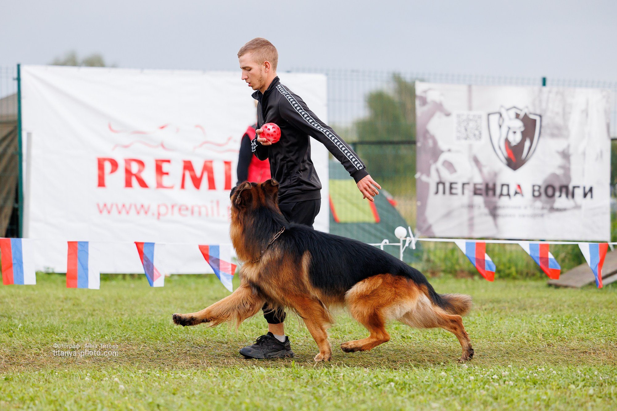 Немецкие овчарки: фото из рингов и вне ринга, мутпроба (фотографии с выставок). Фотограф собак, фотограф-анималист Аня Титова (Titanya). Москва