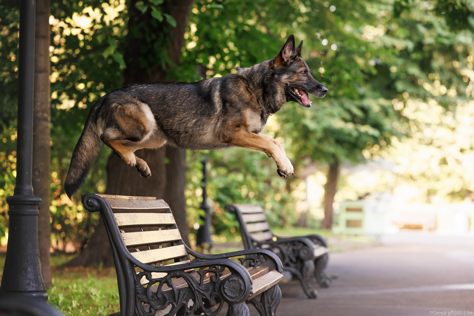 Маша и Харпи. Фотограф собак, фотограф-анималист Аня Титова (Titanya). Москва