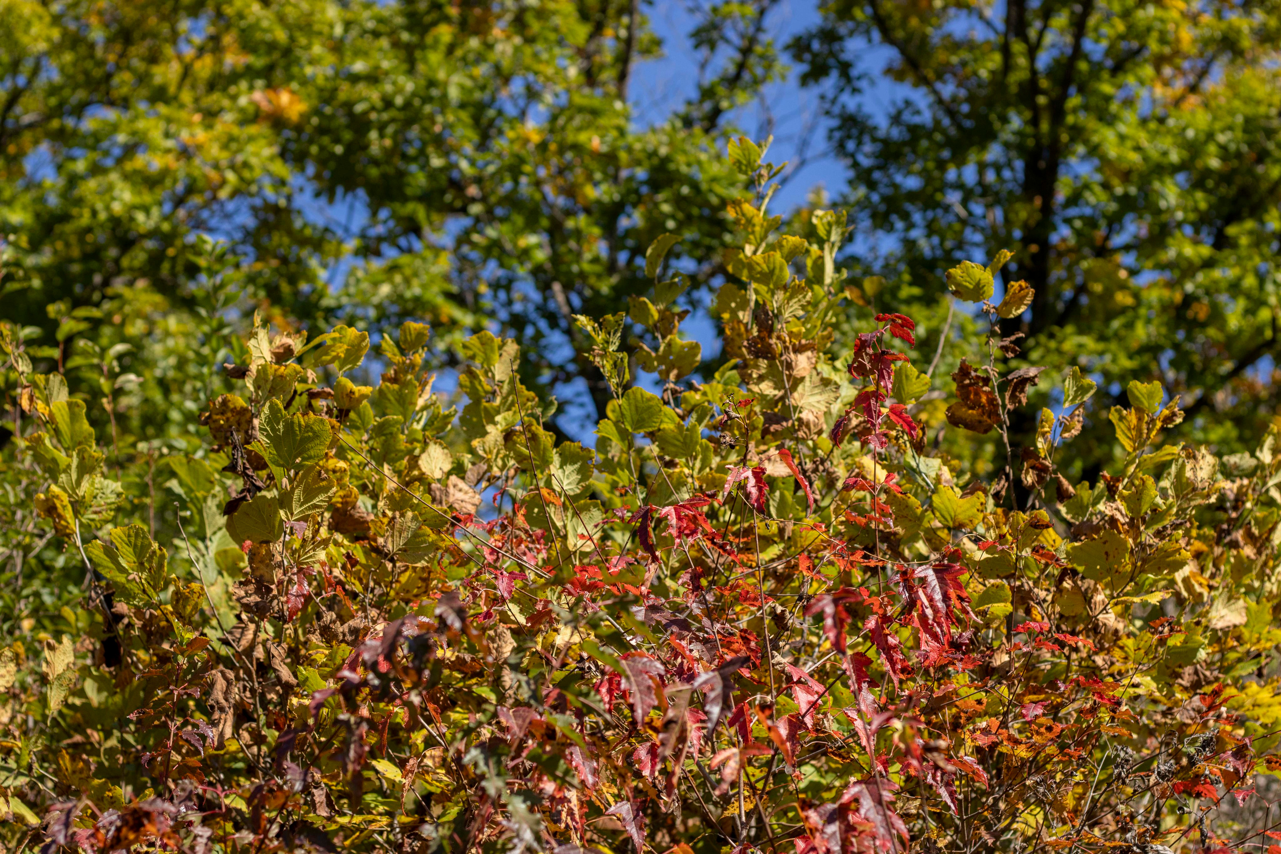Пейзажи и Природа. Фотограф г. Владивосток