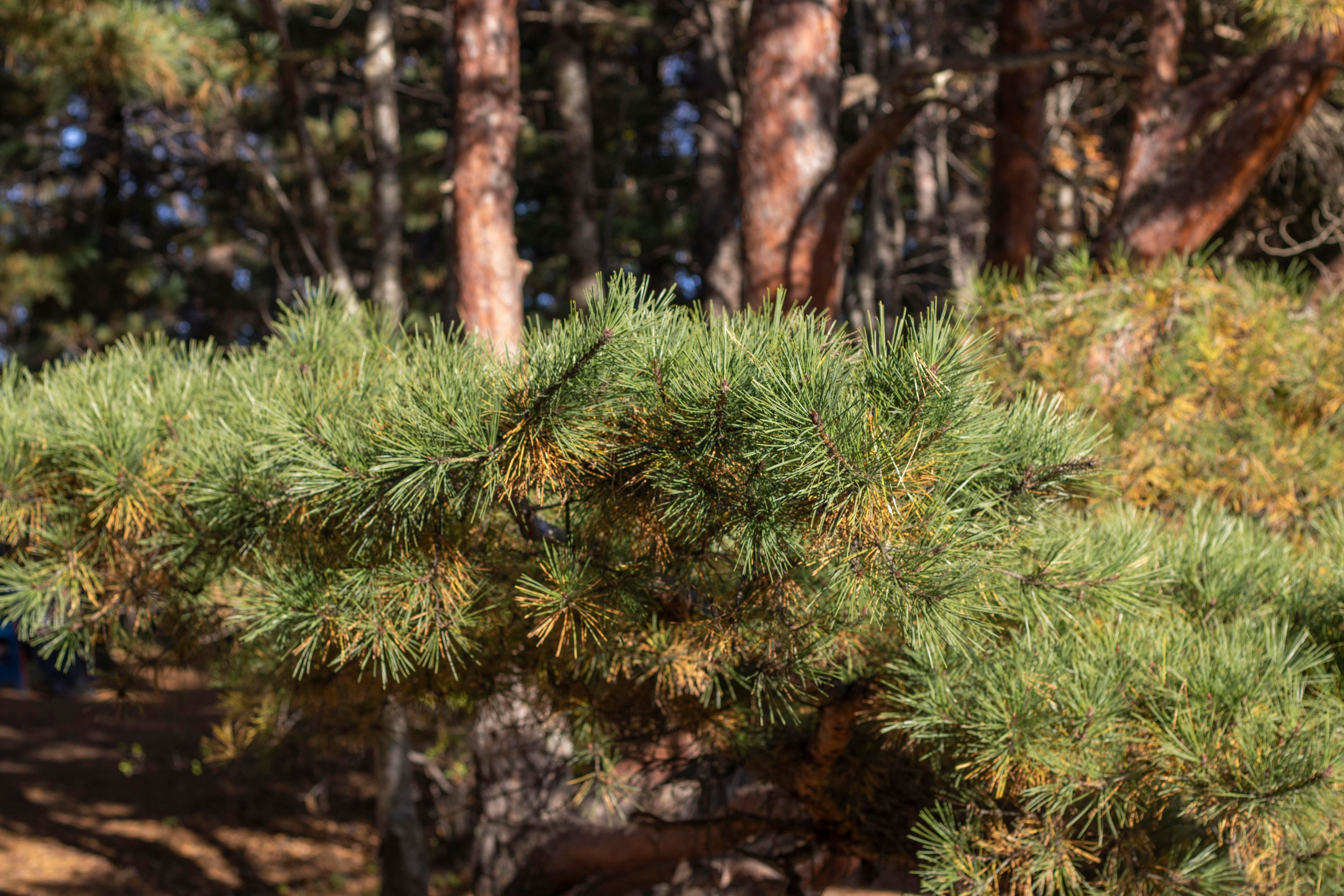 Пейзажи и Природа. Фотограф г. Владивосток