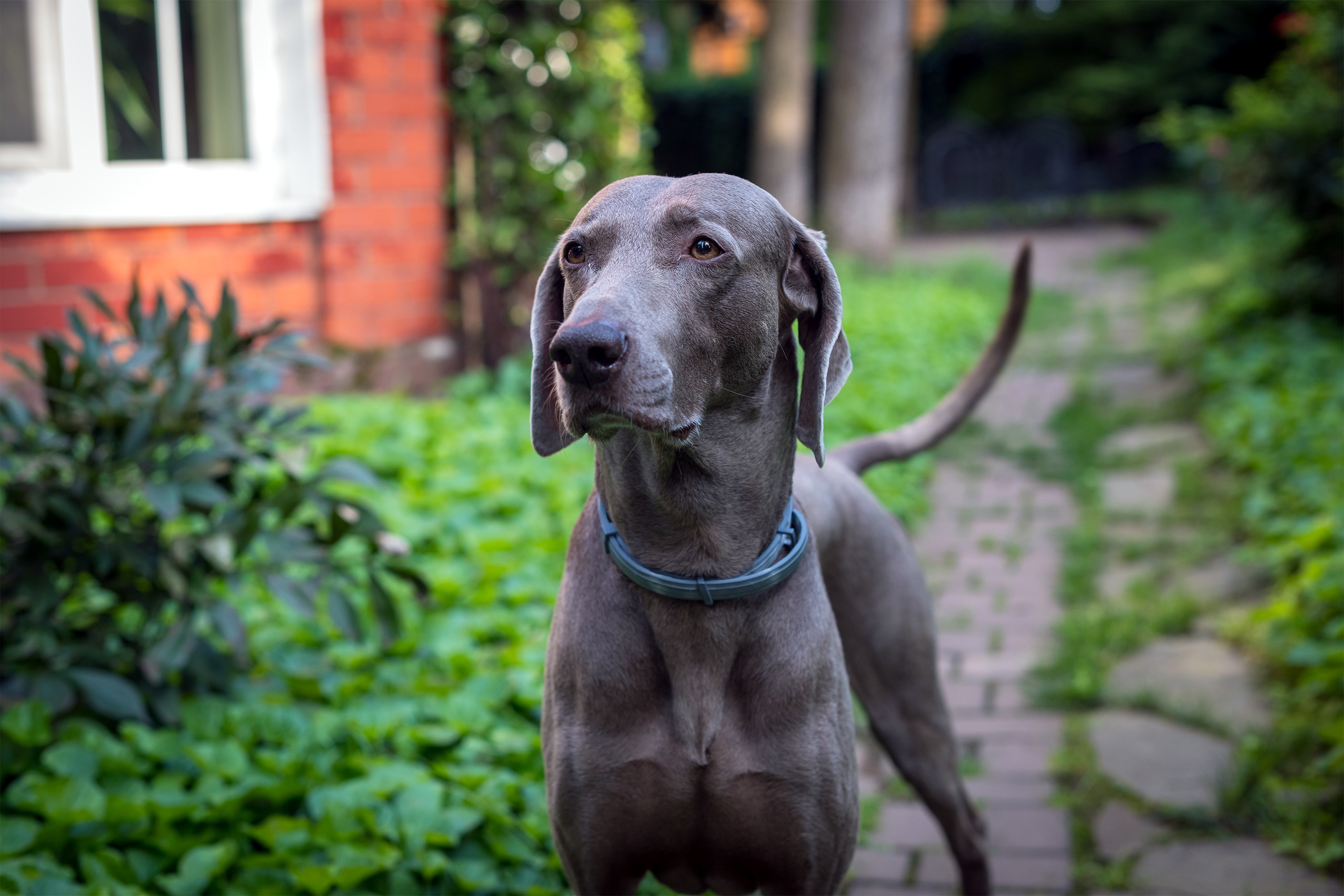 Животные. Фотограф в Москве Демьян Лопатов