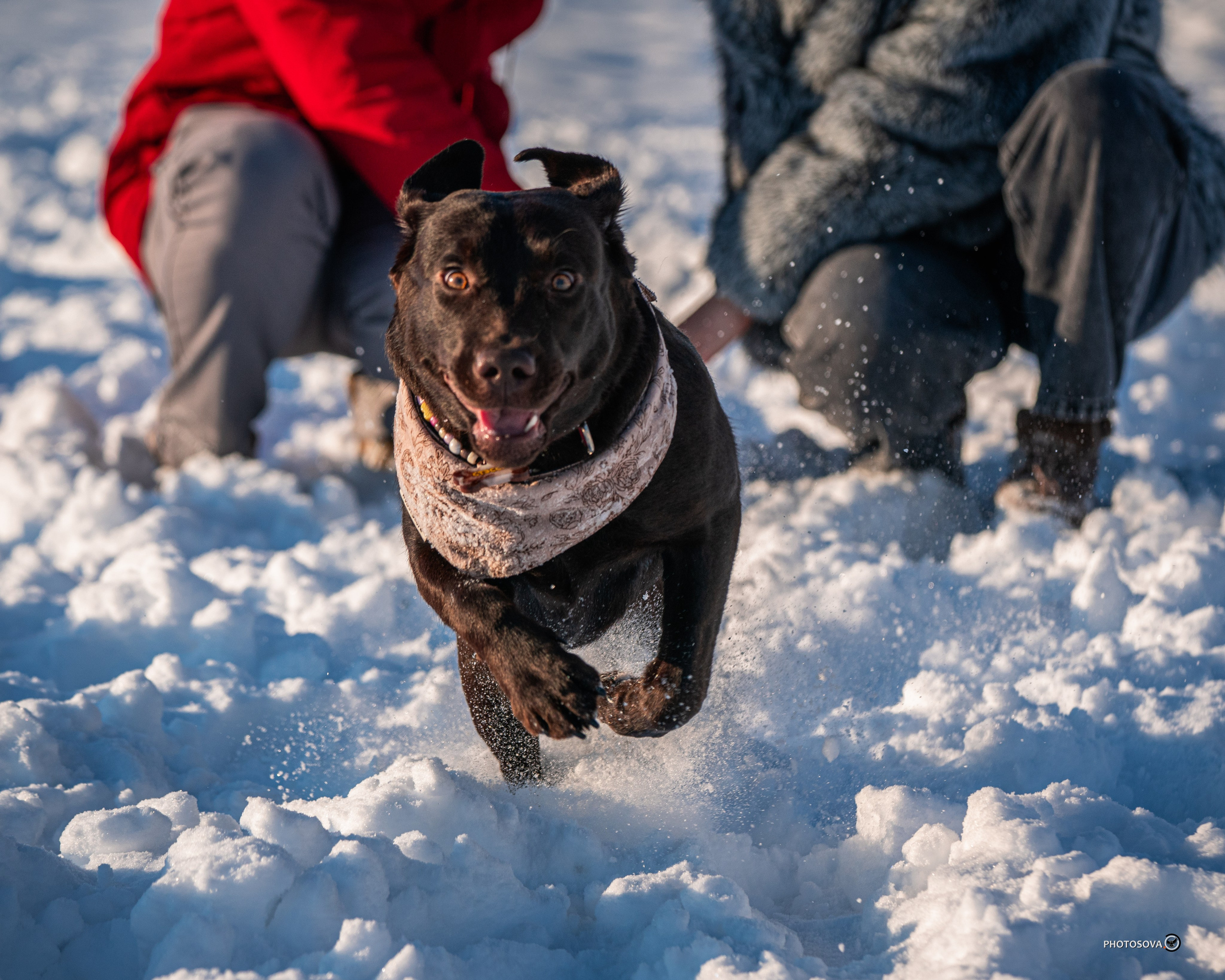 ФОТОПАМЯТЬ ВАШИХ ЭМОЦИЙ. Фотограф-анималист, семейный фотограф в Москве и Подмосковье. Фотосъёмка кинологических дисциплин