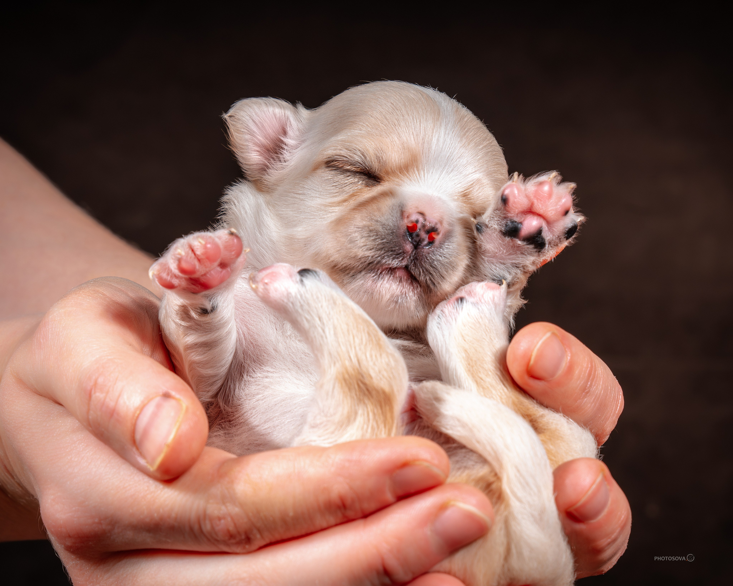 ФОТОПАМЯТЬ ВАШИХ ЭМОЦИЙ. Фотограф-анималист, семейный фотограф в Москве и Подмосковье. Фотосъёмка кинологических дисциплин