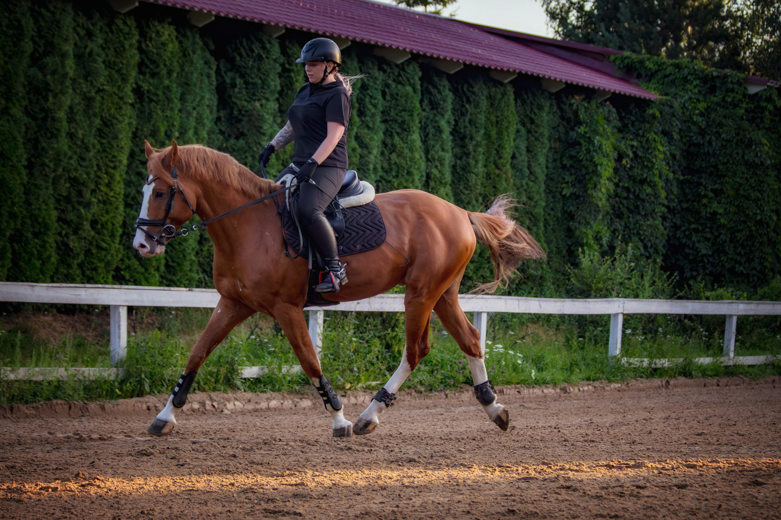 Таисия и Камелот. Фотограф анималист — Тула, Москва