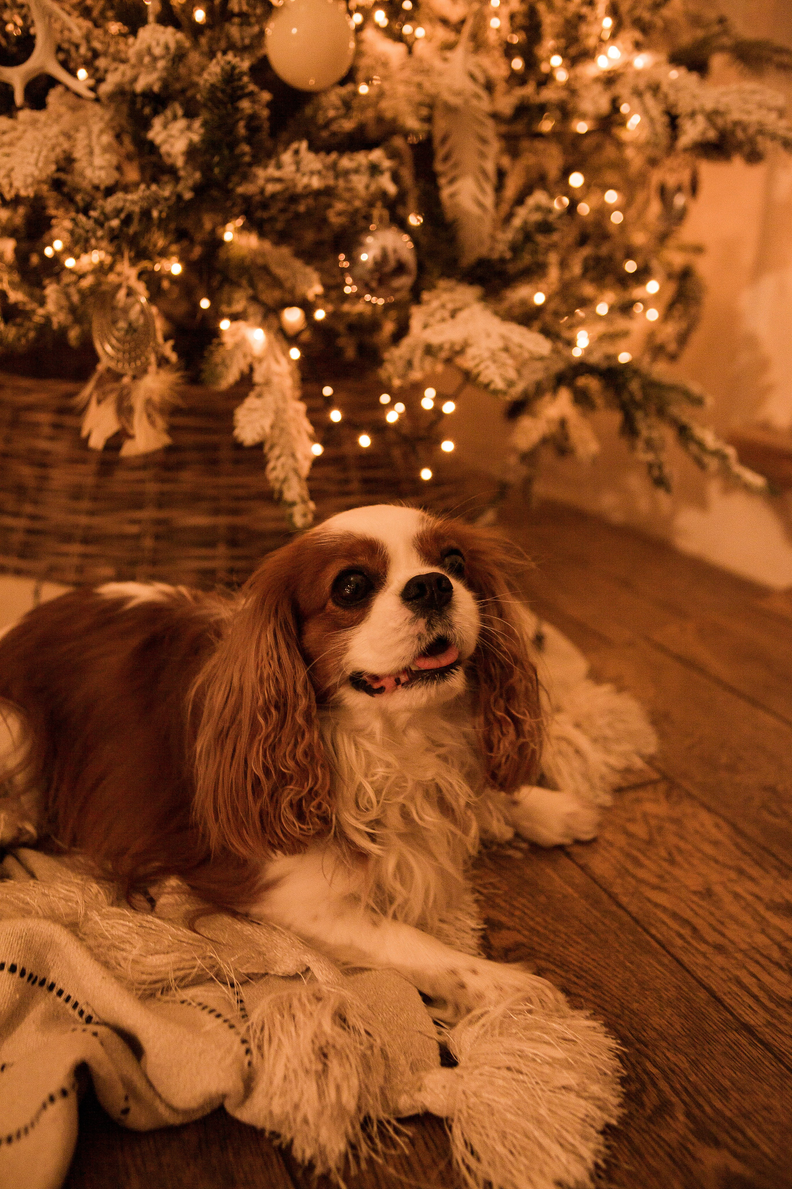 Елена & Виктор. Свадебный фотограф в СПБ | Санкт-Петербурге Анастасия Рахимгулова