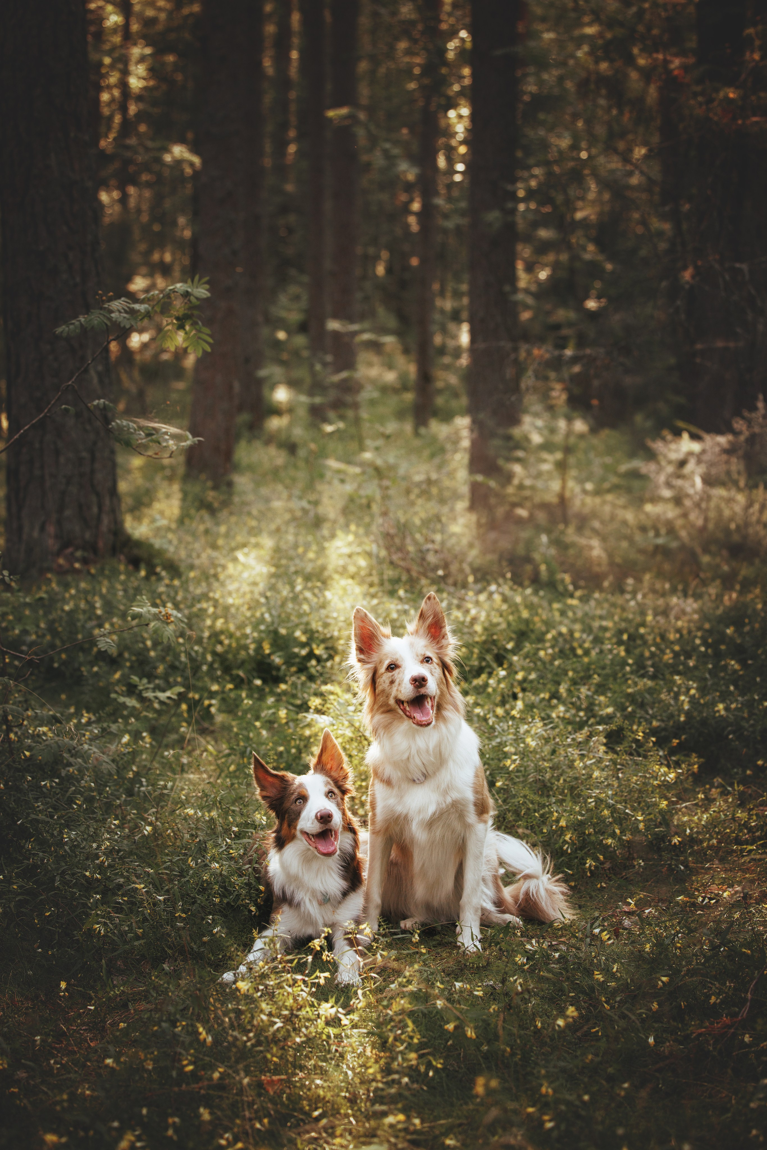 Рита, Маша и много собак. Фотограф анималист Осипчикова Мария