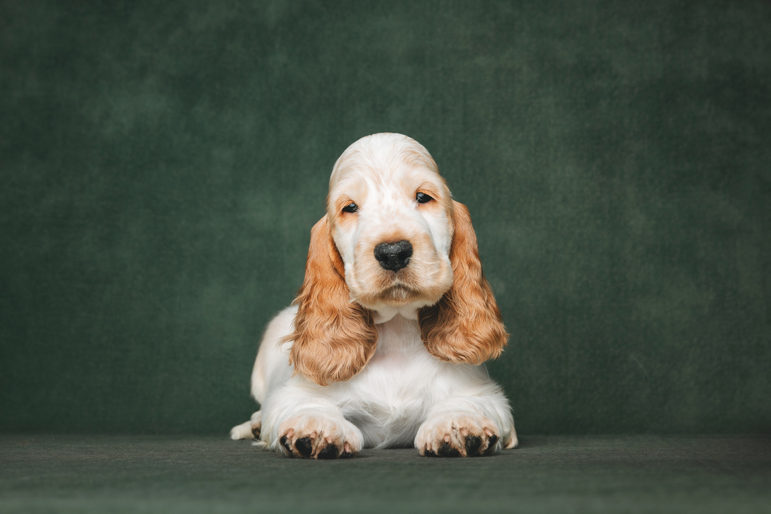 Английские коккер-спаниели. Фотограф анималист Осипчикова Мария