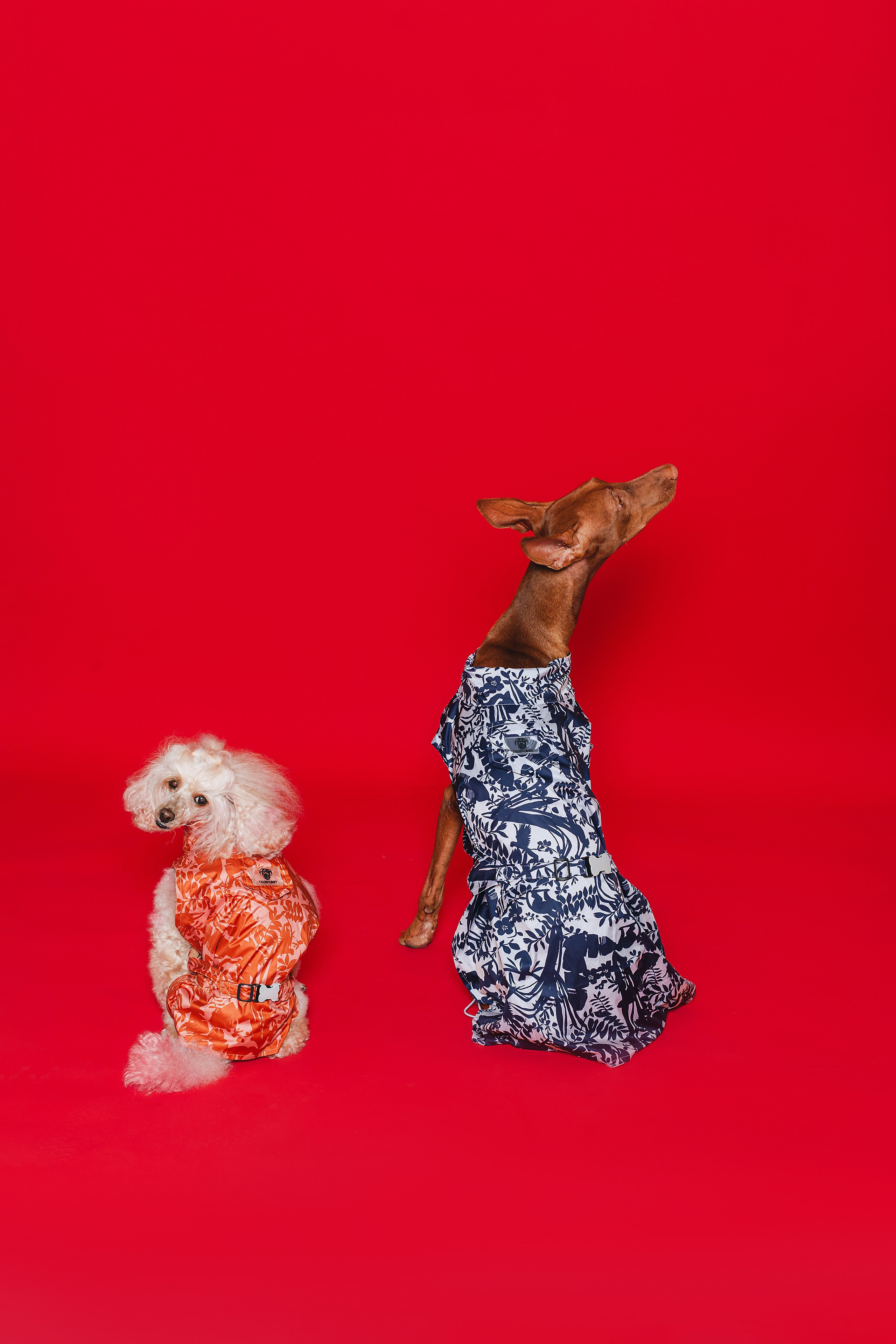 Съемка для бренда TEDDYBOY. Фотограф-анималист Татьяна Степанова