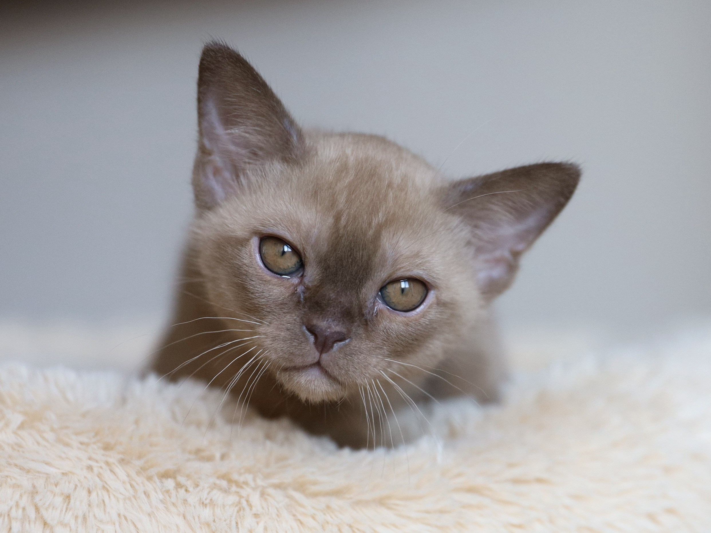 Casper. Cattery “Bouncy Life”