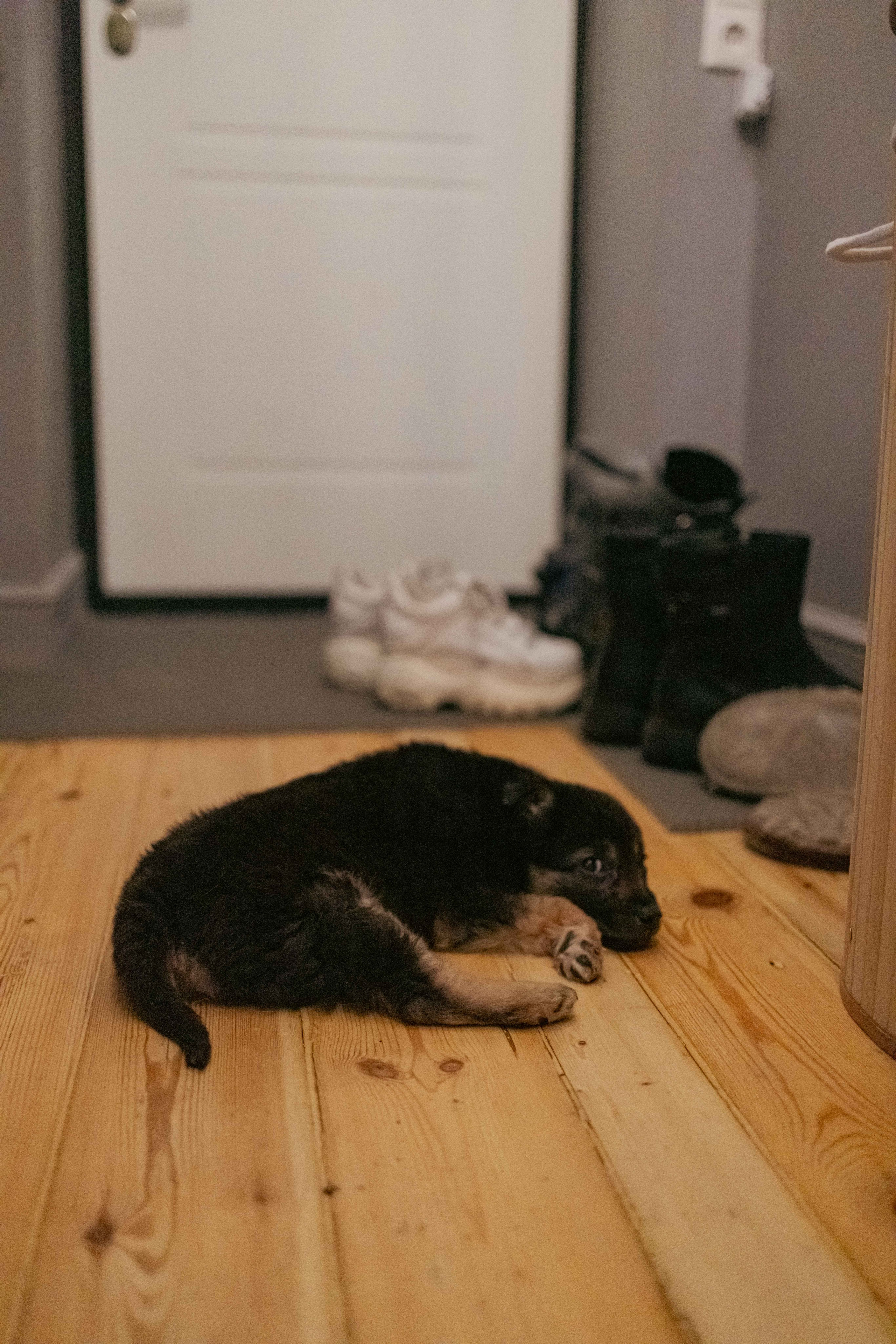 Пеппа. Фотограф-анималист в Москве Лера Черноног