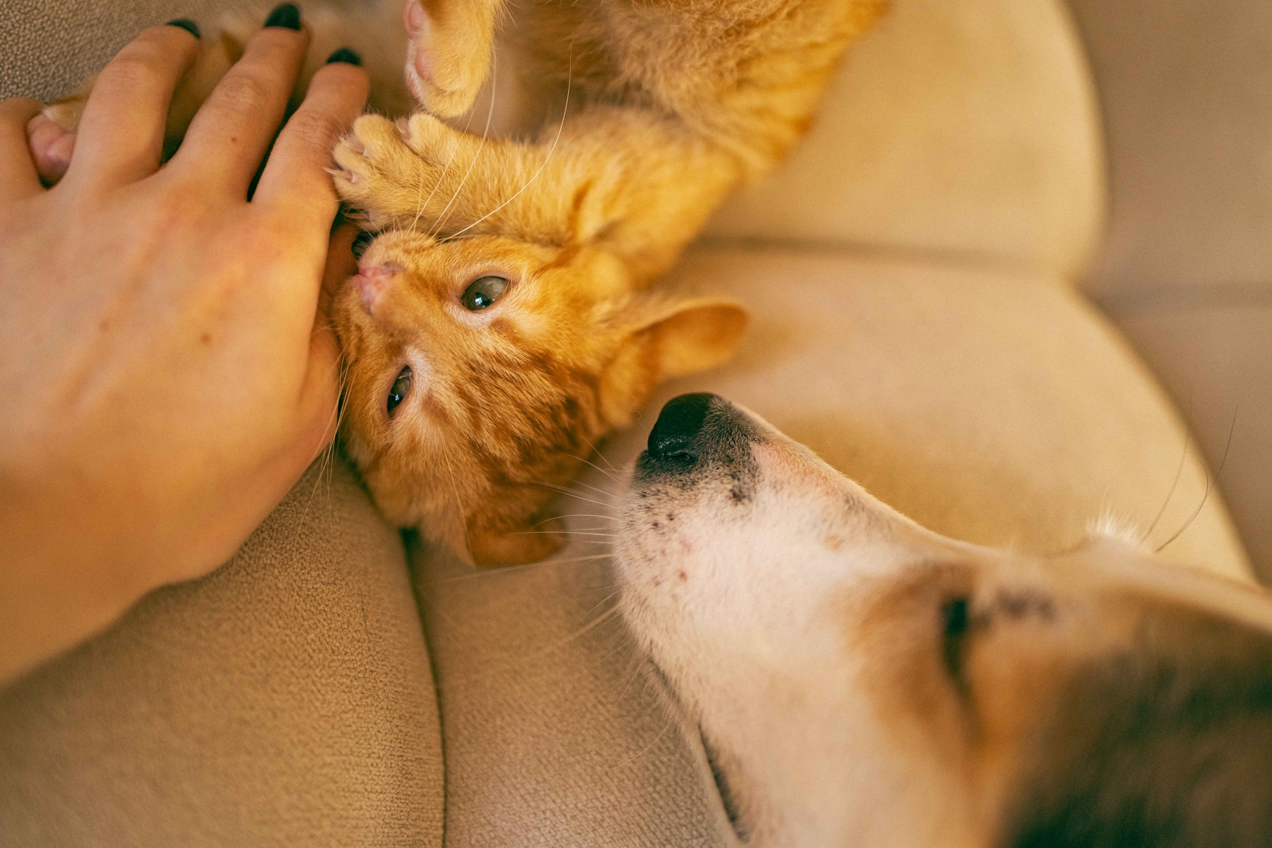 Кускус. Фотограф-анималист в Москве Лера Черноног