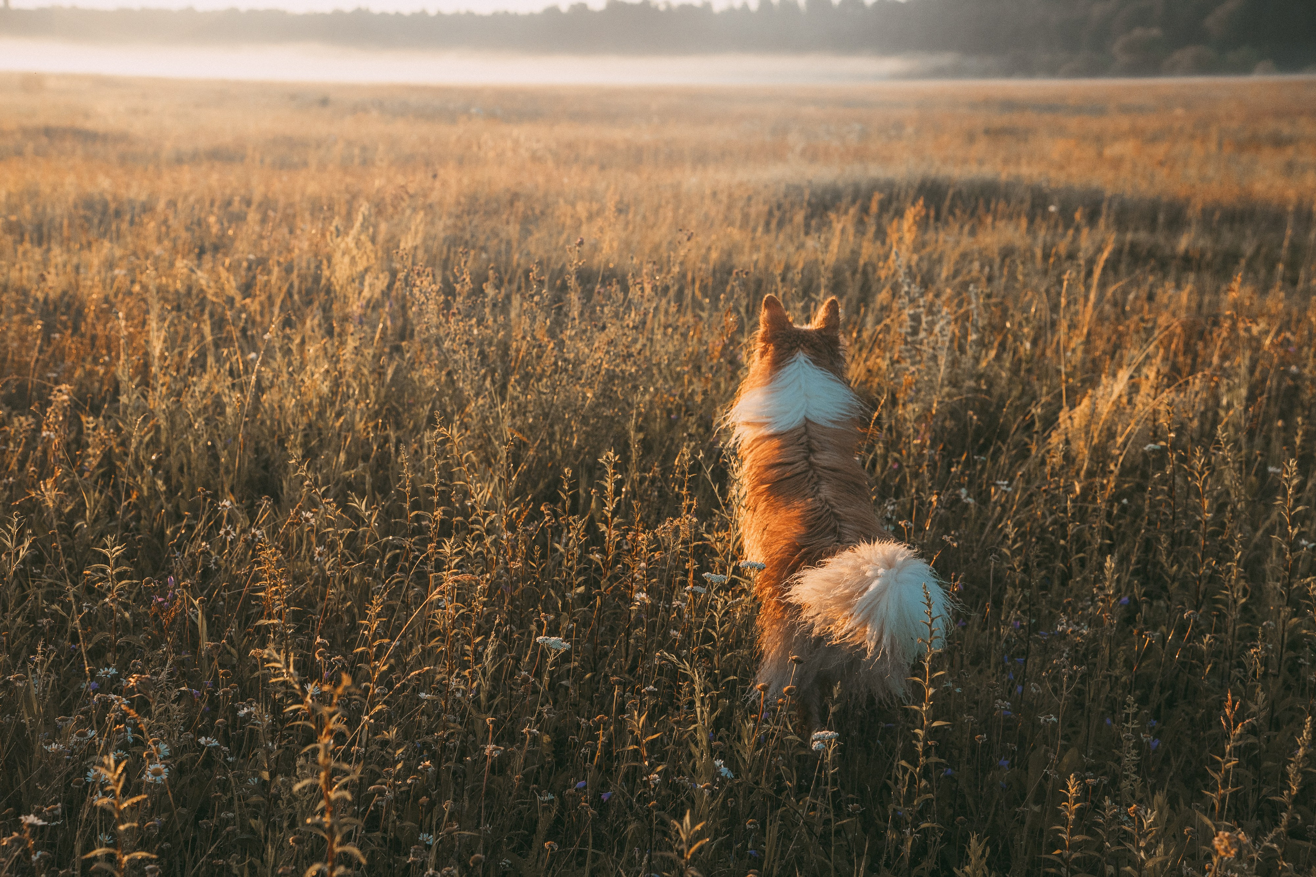 Рина и Марси. Фотограф анималист в Москве и Санкт-Петербурге Свиридова Анна