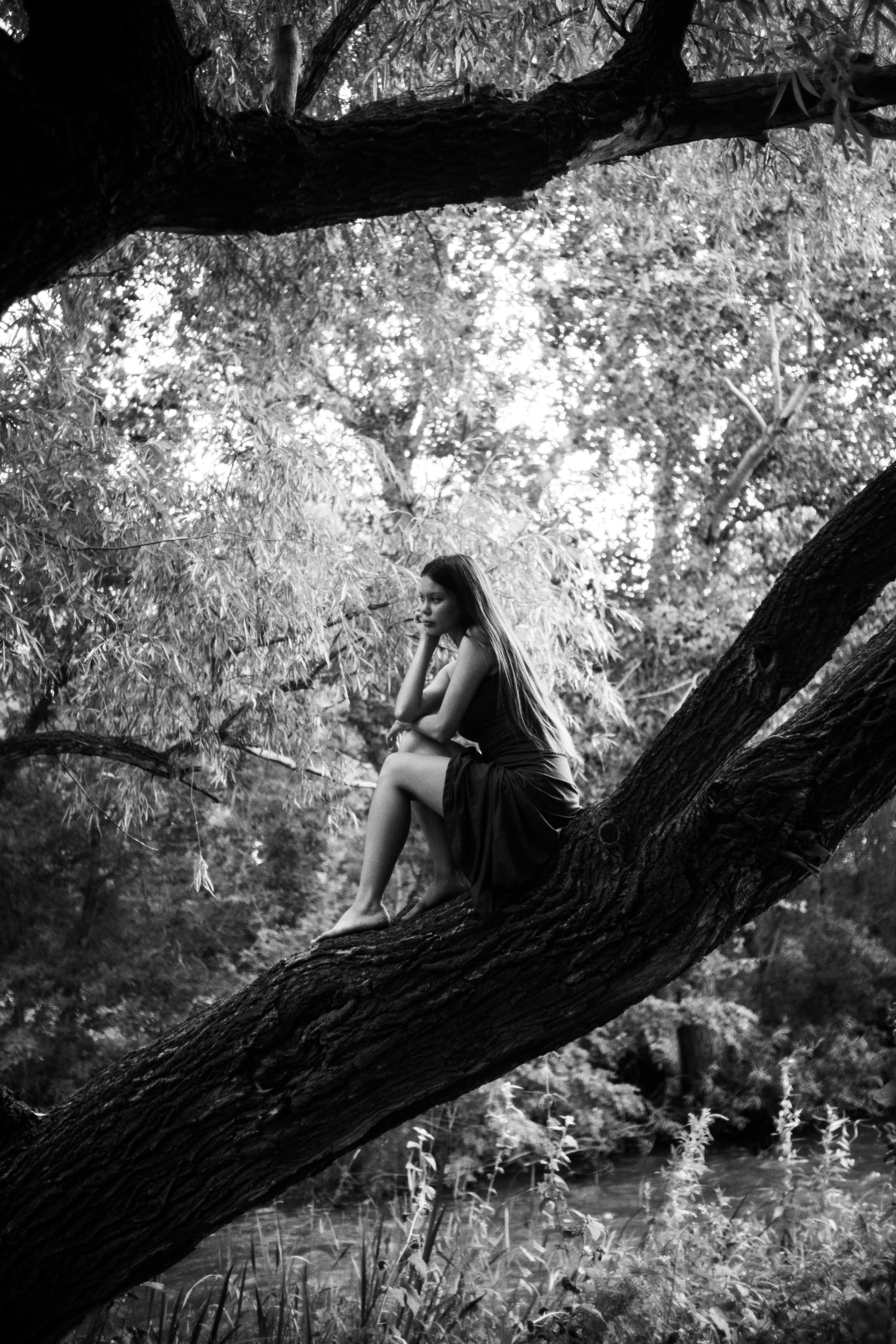 Дарна на дереве. Фотограф Коробова Екатерина