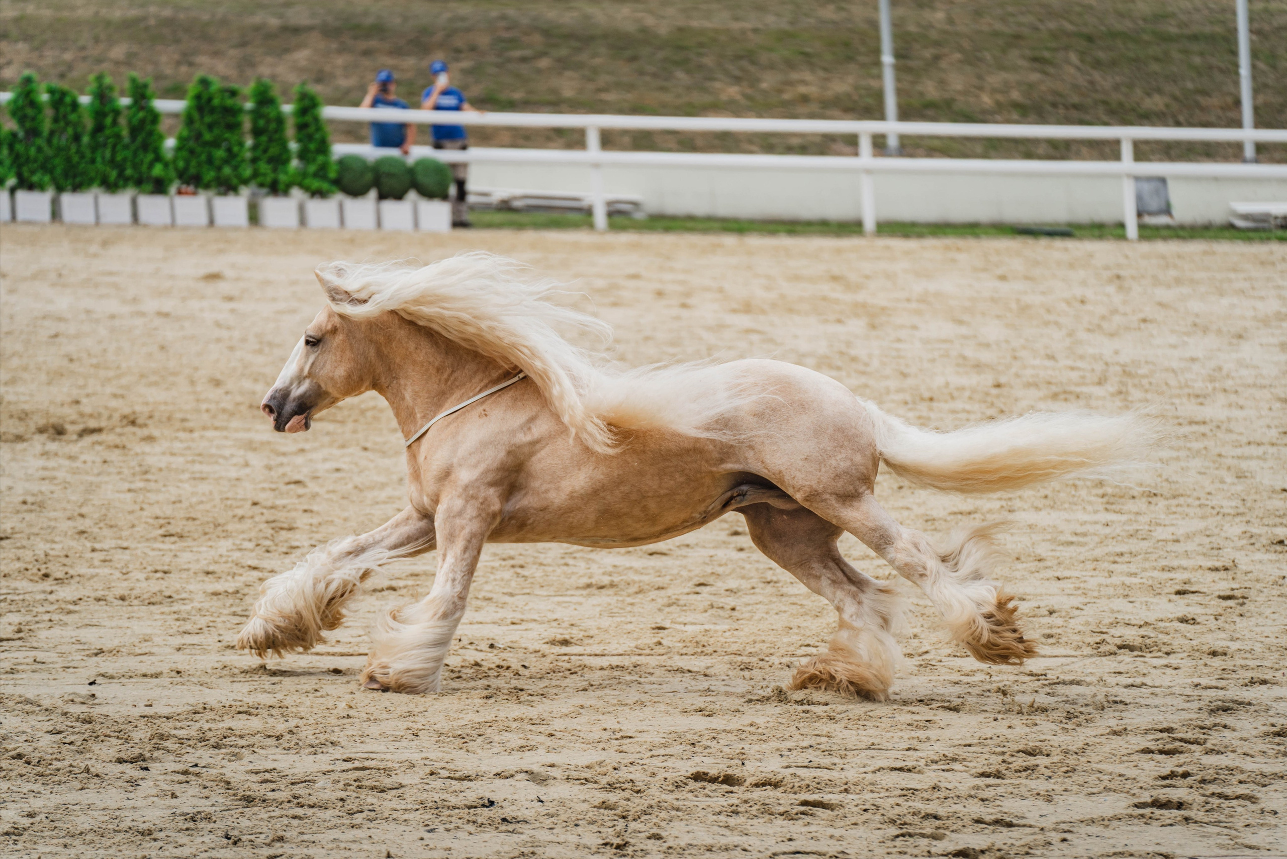 Экстерьер и спорт. Фотограф в Москве Ленарская Дарья
