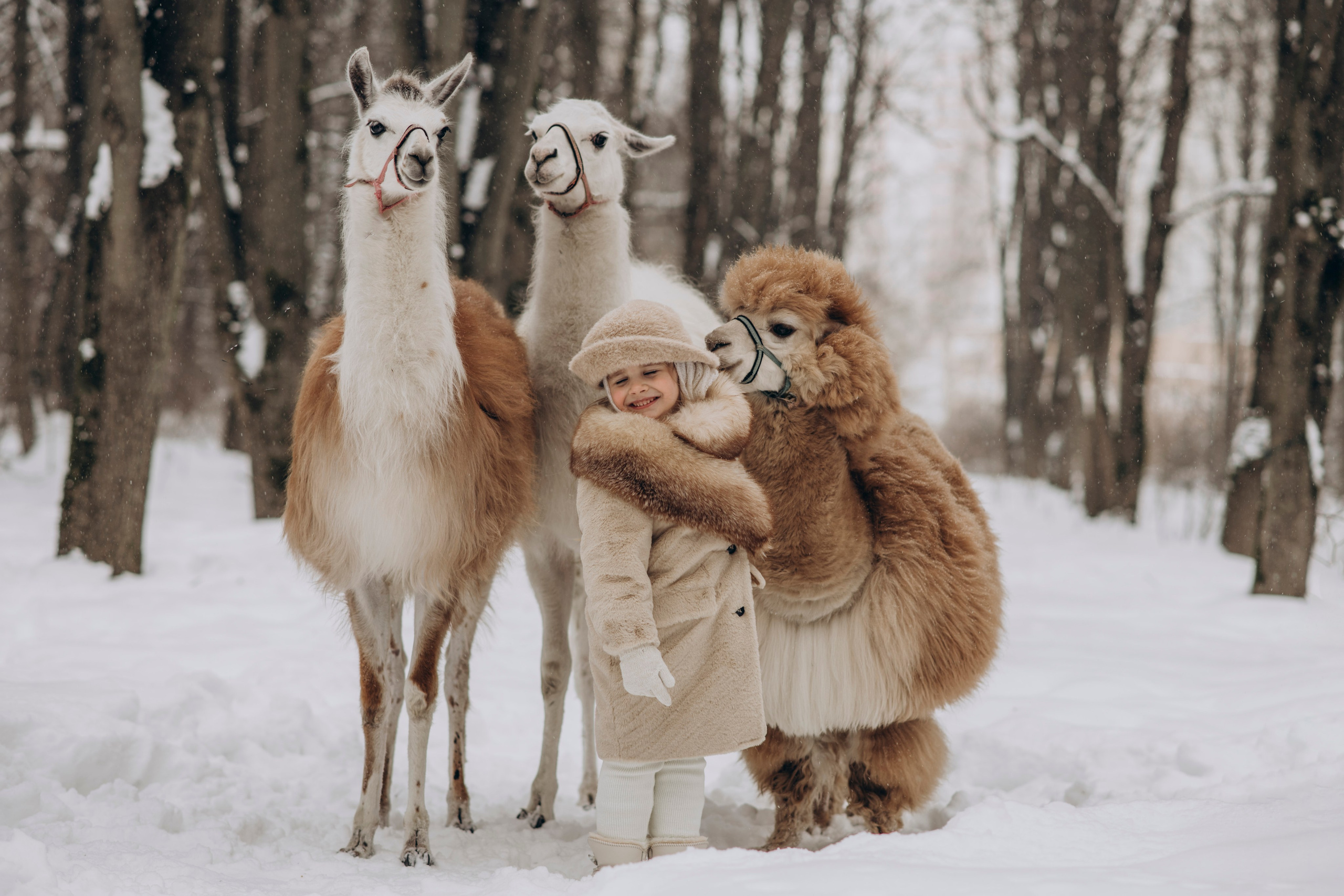 Зимняя фотосессия с Альпаками. Свадебный фотограф в Дмитрове
