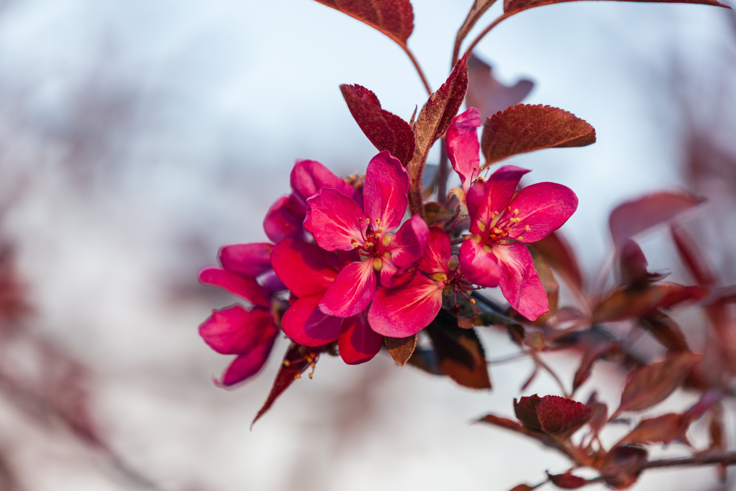 Яблоневый цвет. Фотохудожник Артём Парамонов