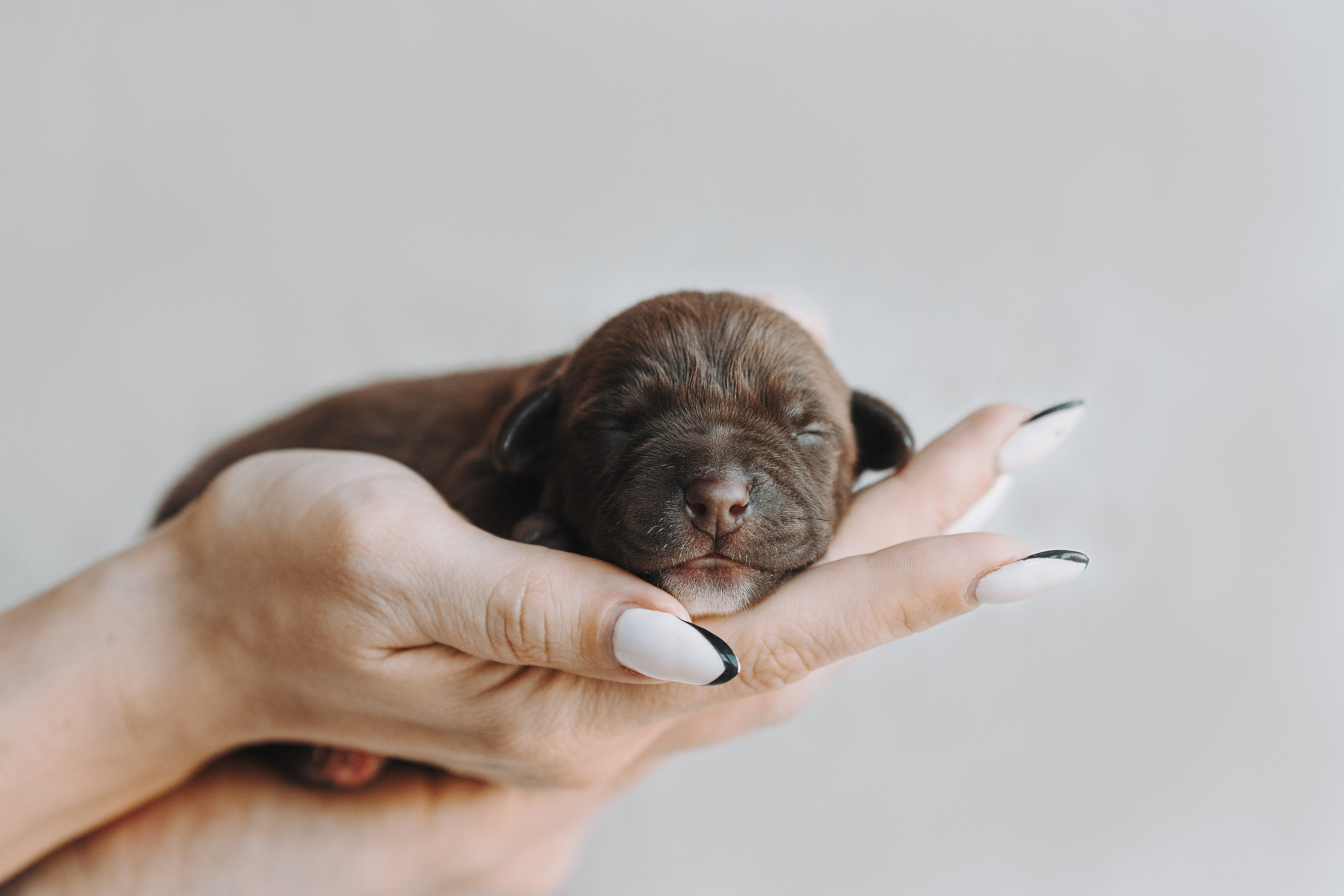 Прайтеры. Фотограф анималист Осипчикова Мария